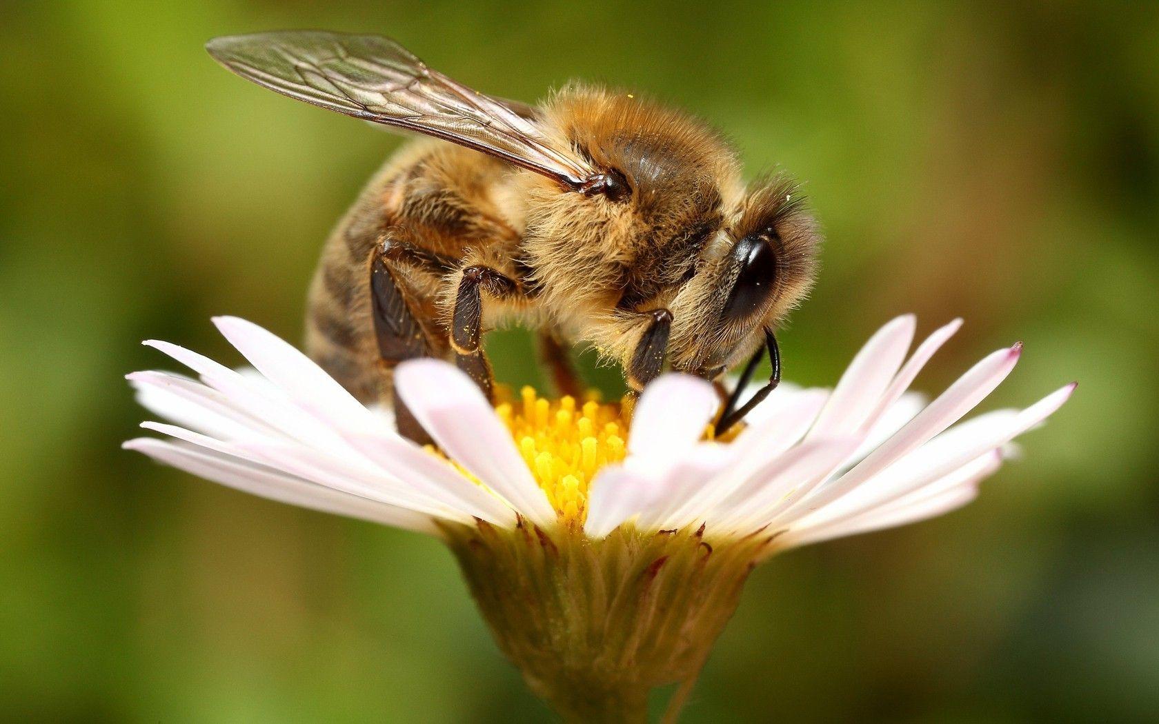 1680x1050 Nature, Flowers, Plants, Bees, White Flowers Wallpaper And Bee In Nature Wallpaper & Background Download
