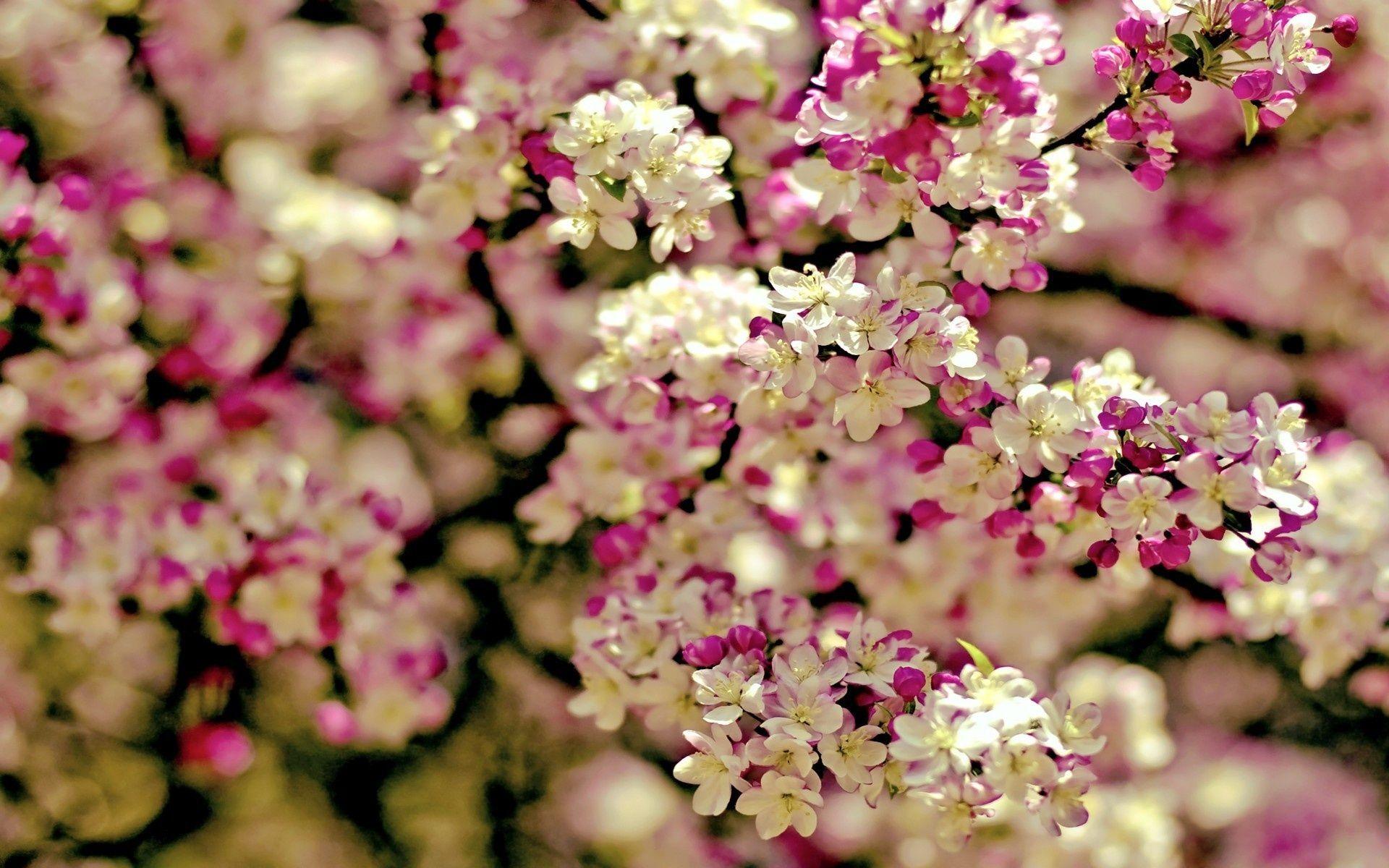 1920x1200 Spring Tree Flowers Wallpaper