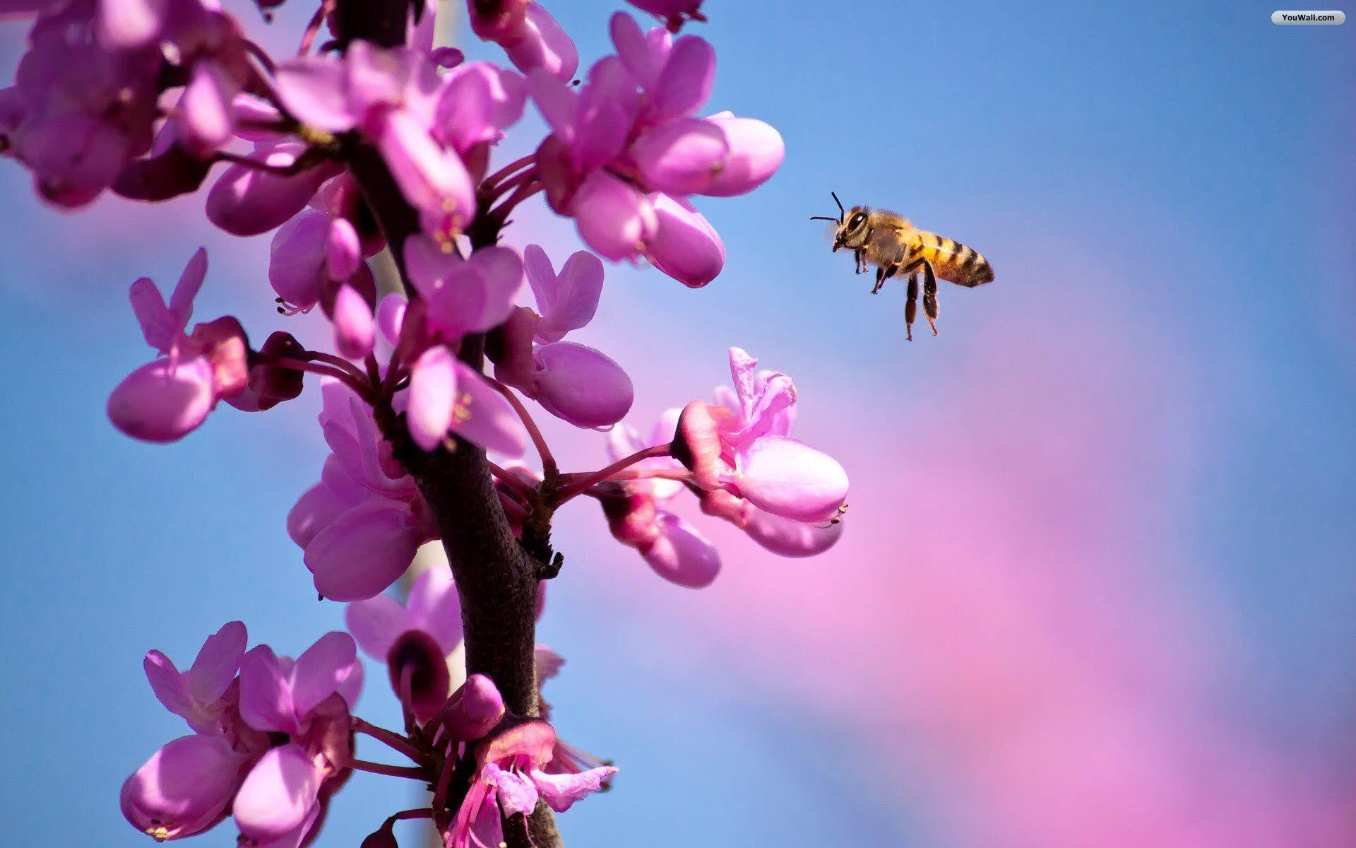 Bee and Flower Wallpapers - Top Free Bee and Flower Backgrounds