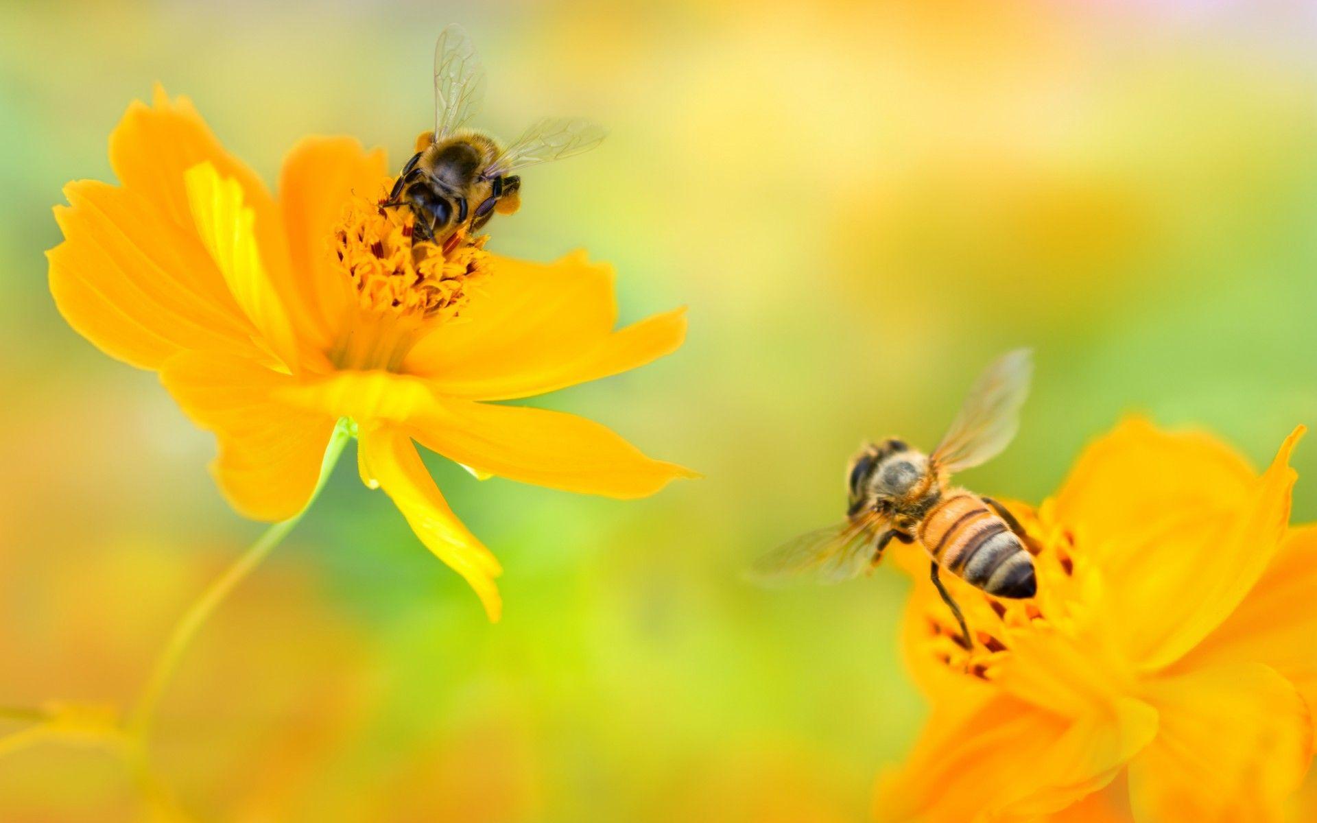 1920x1200 Bees Over Pretty Yellow Flowers HD wallpaper