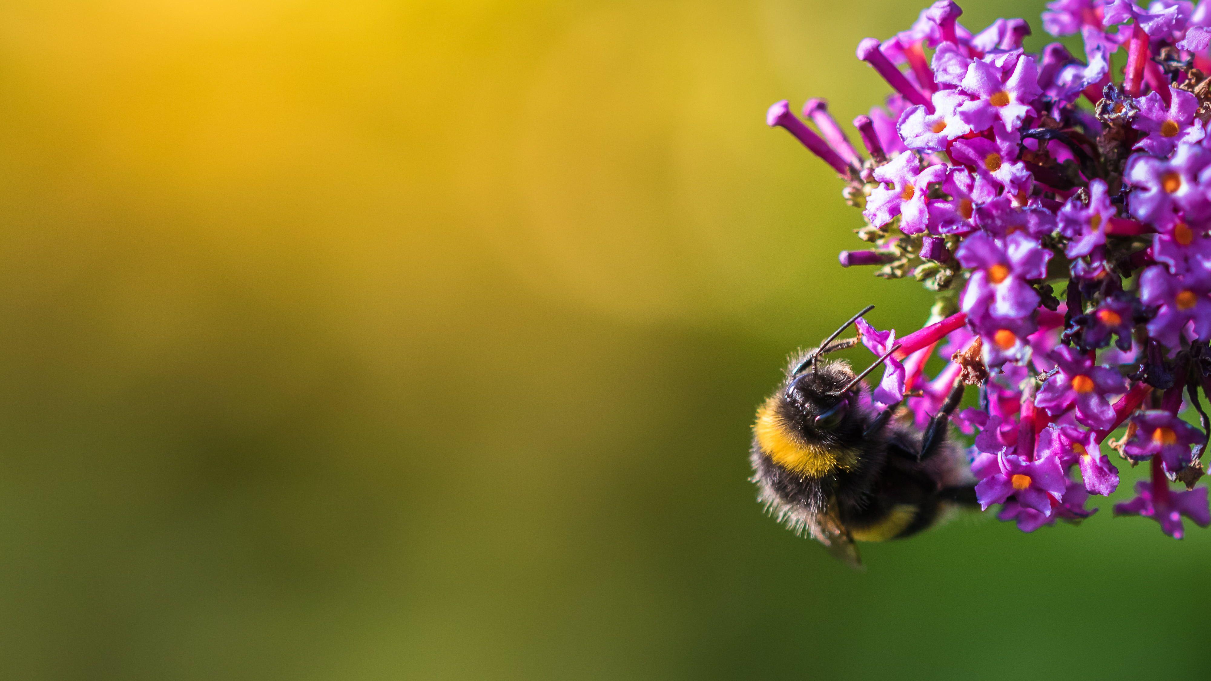 4000x2250 Bumblebee Insect Wallpaper FREE Picture