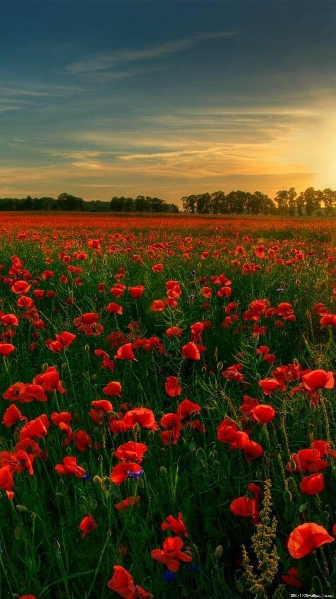 1080x1920 Flowers Tree Sunset Field Sky Wallpaper HD