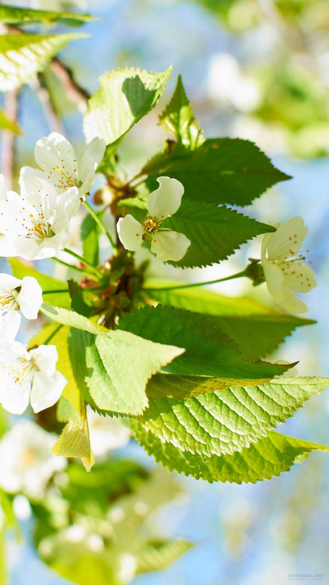 1080x1920 Apple Tree Flowers Wallpaper_Apple_tree_flowers Galaxy_S4 Download High Quality HD Wallpaper For Free! Wide Range Of Resolutions From Basic PC And MAC To Mobile Devices