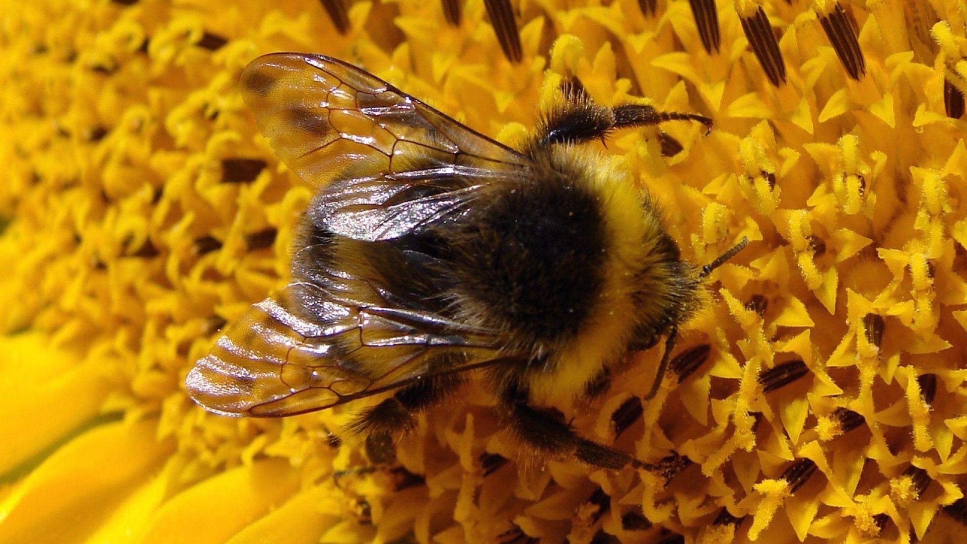 1920x1080 Download Wallpaper 1920x1080 bumble bee, flower, pollen, fly, insect Full HD 1080p HD Background