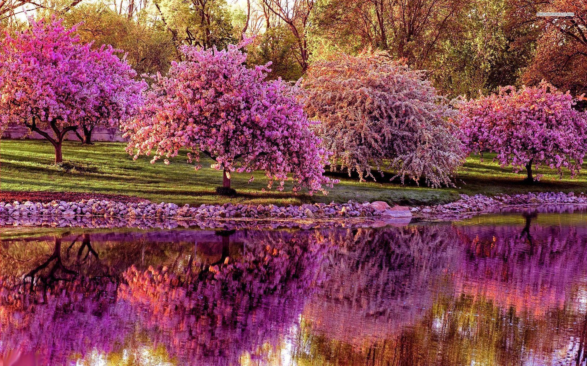 1920x1200 Spring Trees And Flowers Wallpaper Full Image 2