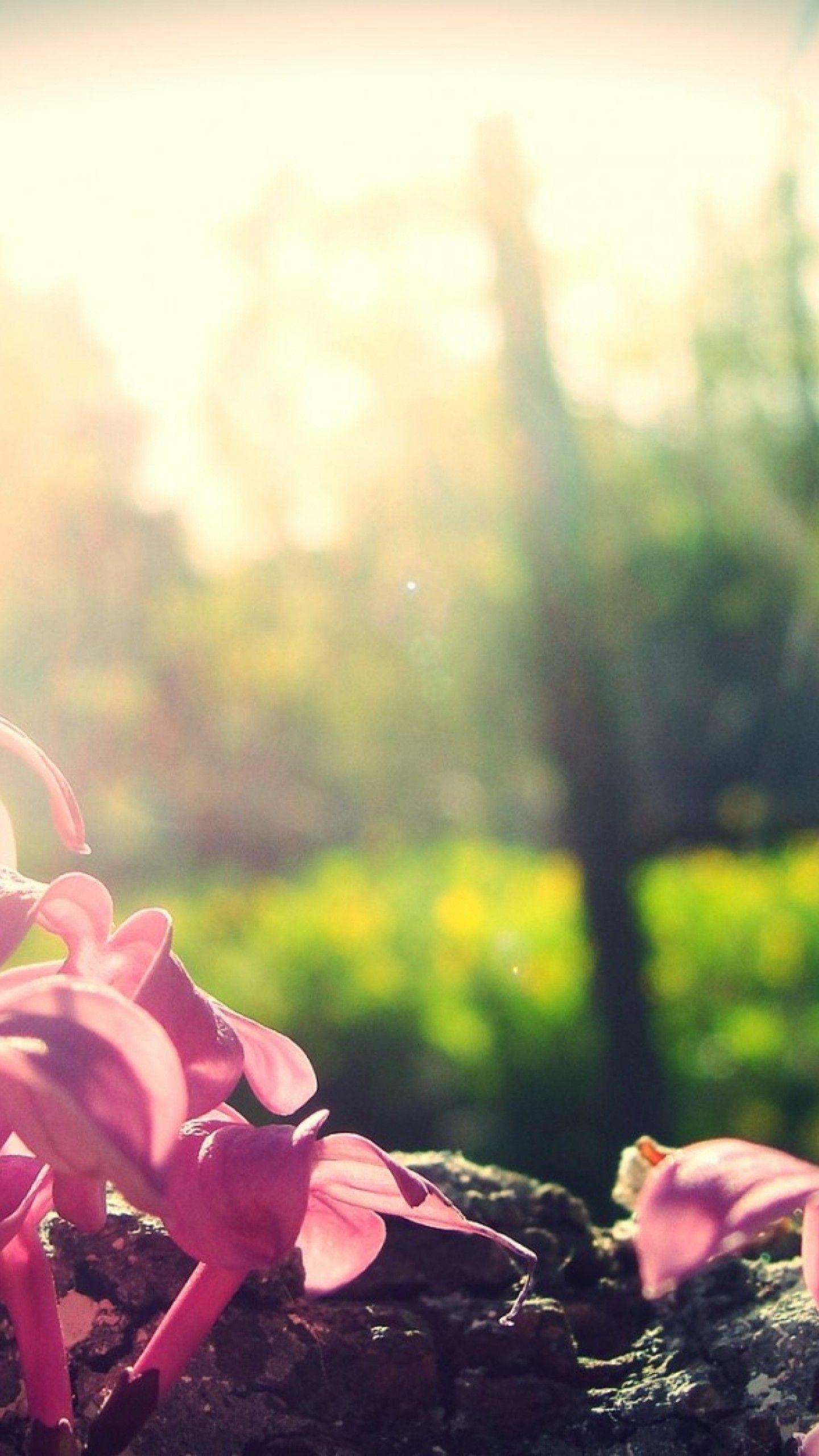 1440x2560 Wallpaper Forest, 4k, HD wallpaper, lilac, tree, flowers, Nature