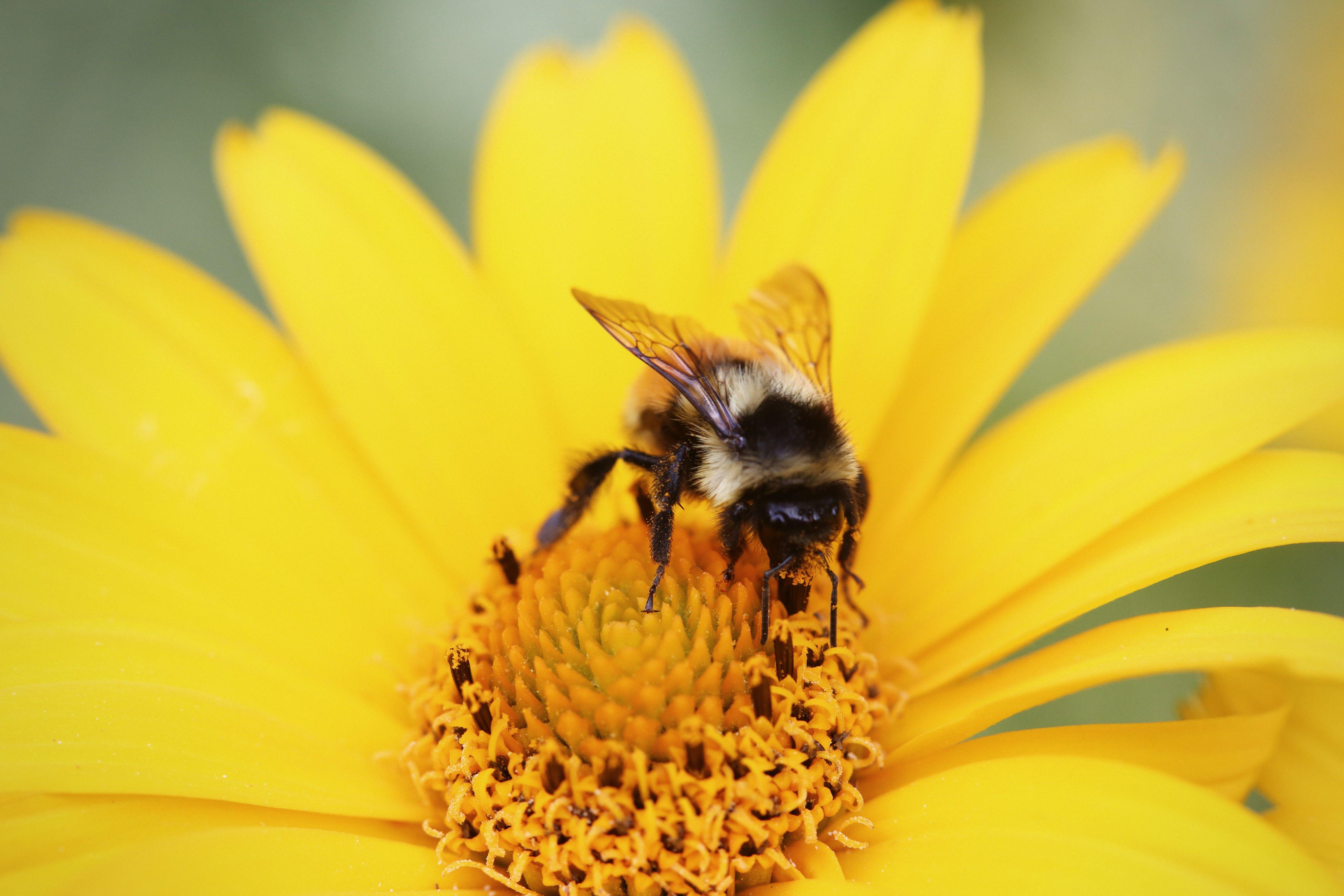 5760x3840 animals, Macro, Bees, Flowers Wallpaper HD / Desktop and Mobile Background