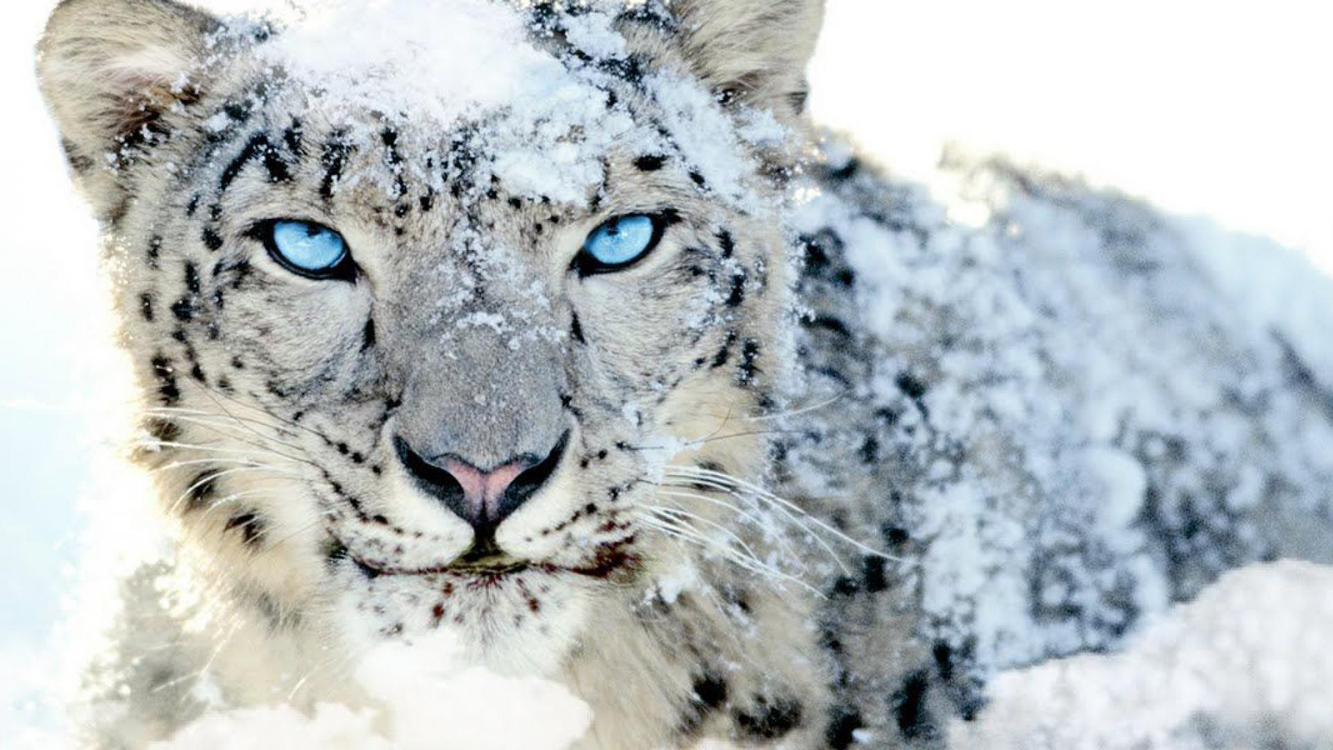 1920x1080 Snow Leopard Wallpaper Page Wallpaper Snow Leopard Wallpaper & Background Download