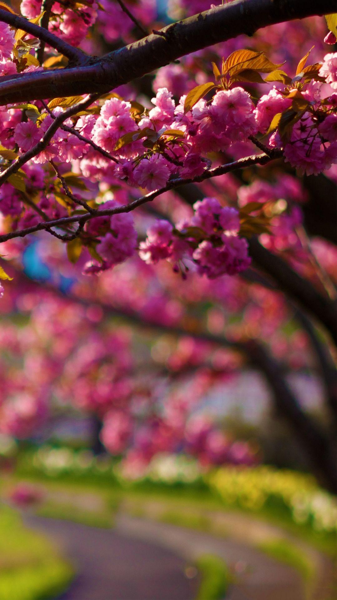 1080x1920 Spring Purple Flowers Tree Alley Bokeh Android Wallpaper free download
