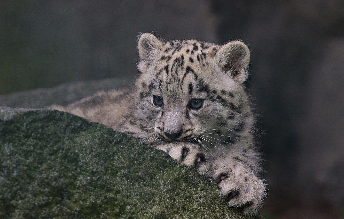 Snow Leopard Cubs Wallpapers - Top Free Snow Leopard Cubs Backgrounds ...