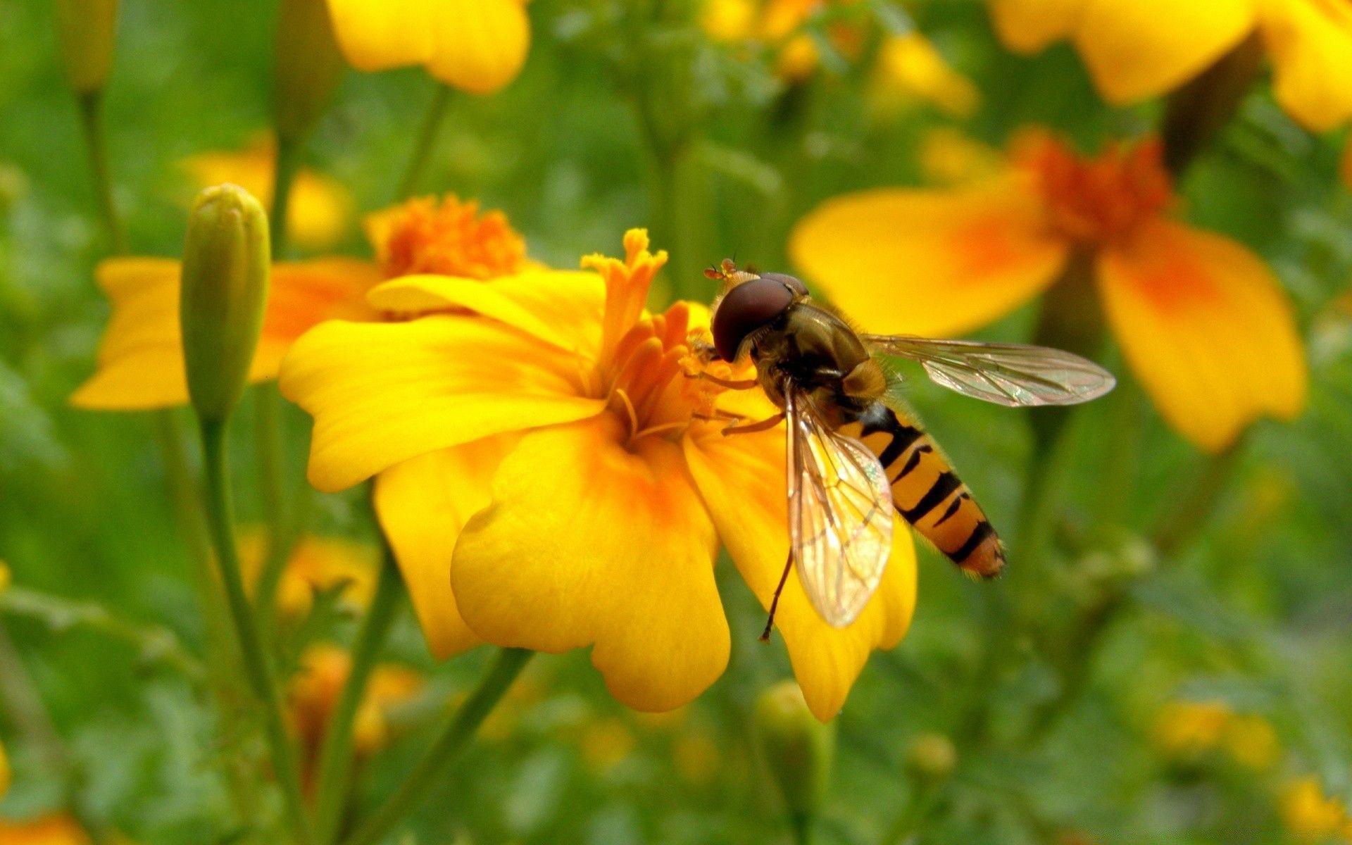 1920x1200 Bee On A Flower