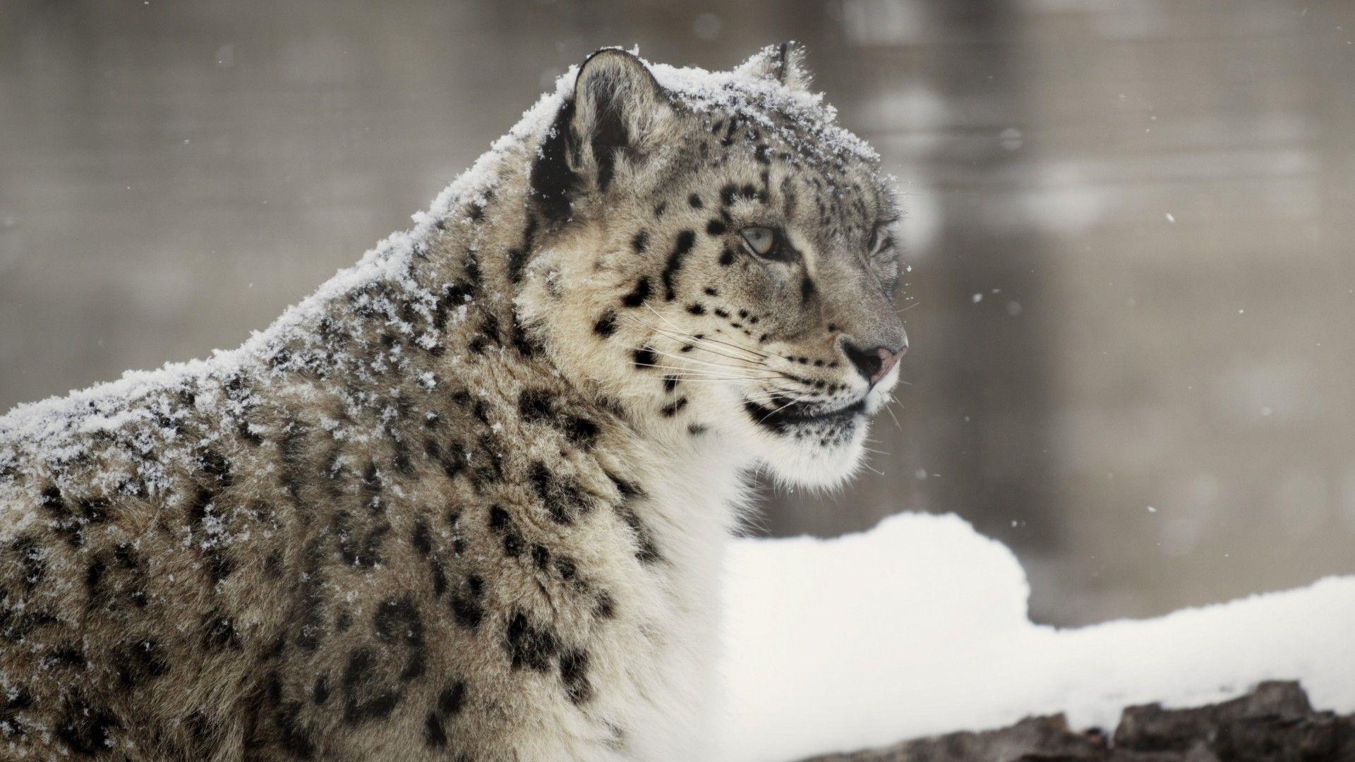 1920x1080 Free download Snow Leopard Wallpaper HD Picture One HD Wallpaper Picture [1920x1080] for your Desktop, Mobile & Tablet. Explore Snow Leopard HD Wallpaper. White Leopard Wallpaper, Os X Snow