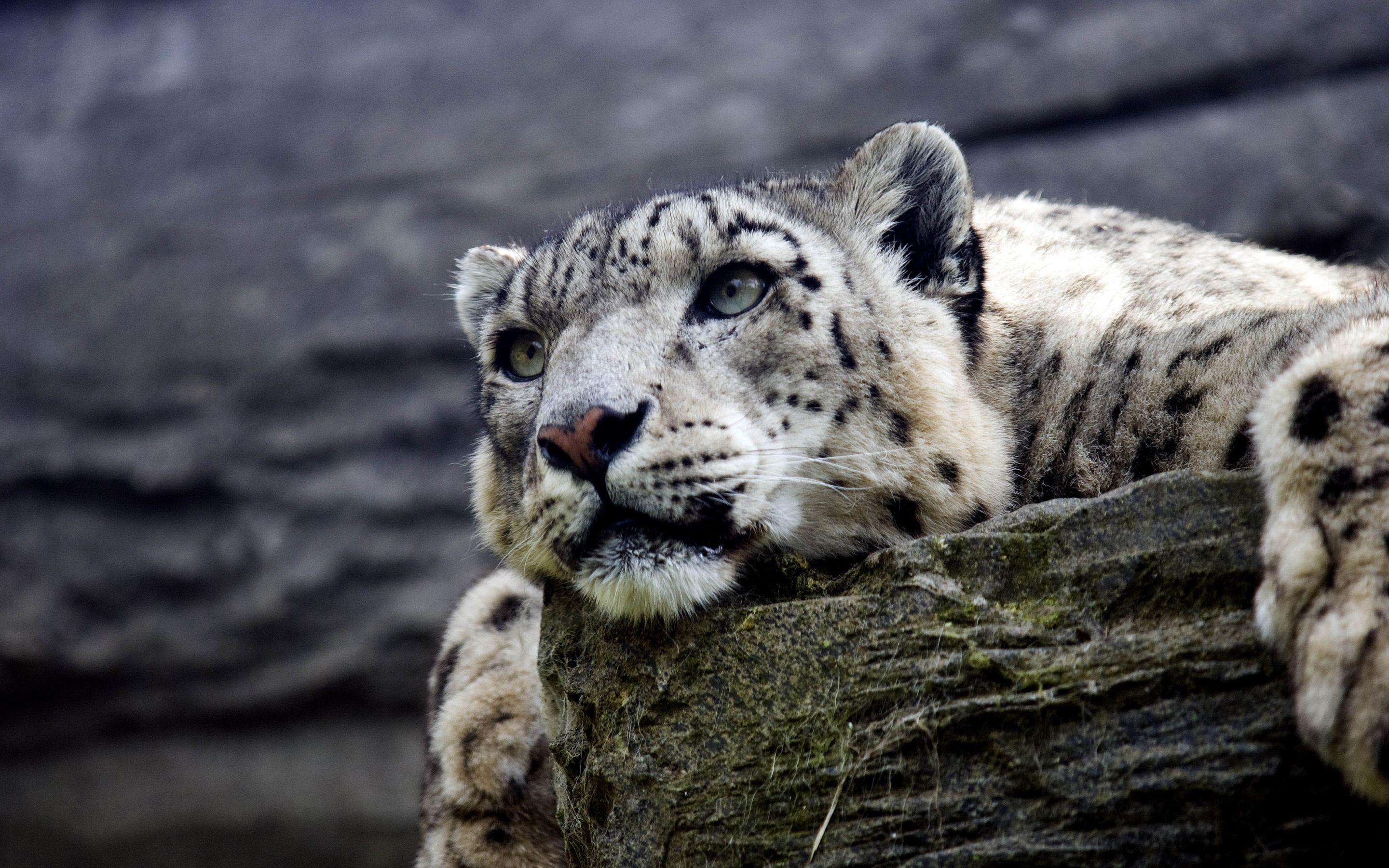 2880x1800 Snow Leopard HD Macbook Pro Retina HD 4k Wallpaper, Image, Background, Photo and Picture