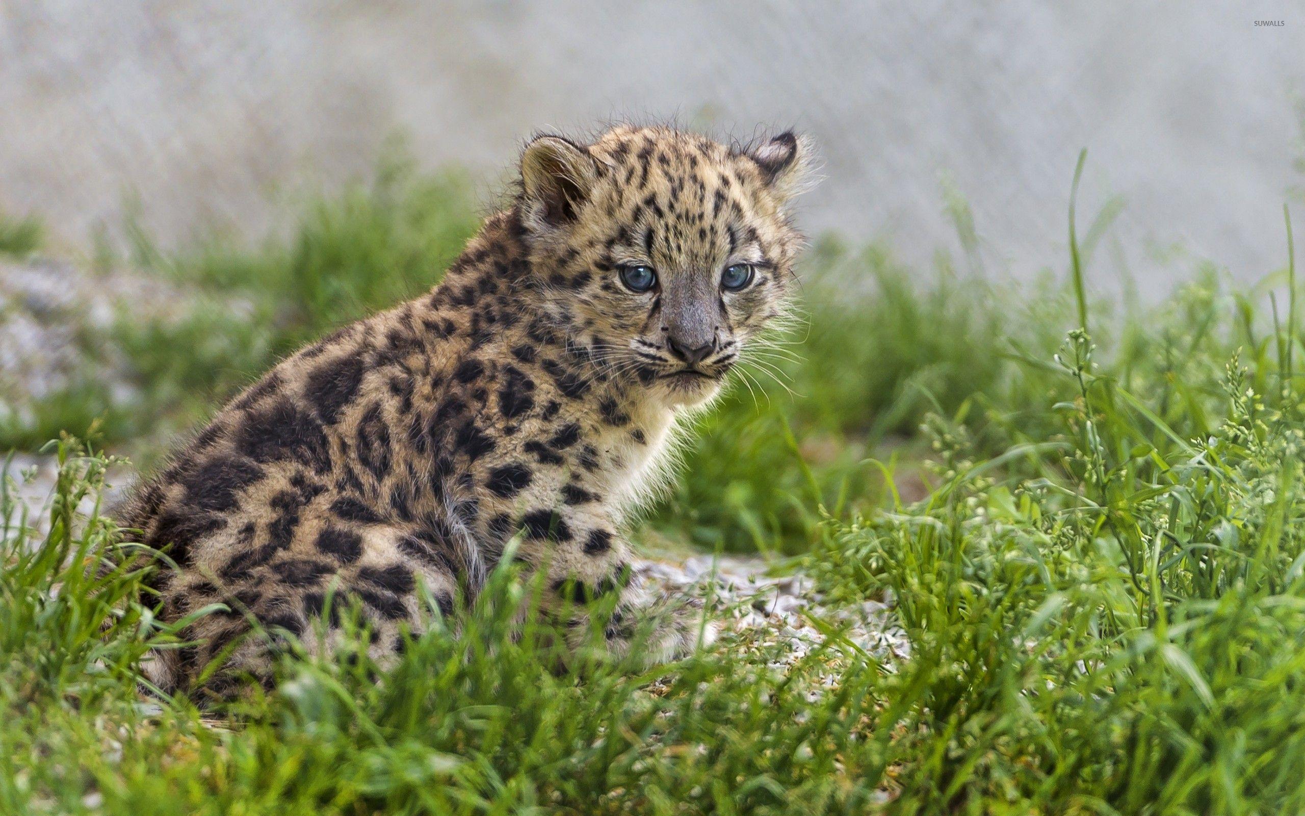 Snow Leopard Cubs Wallpapers - Top Free Snow Leopard Cubs Backgrounds ...