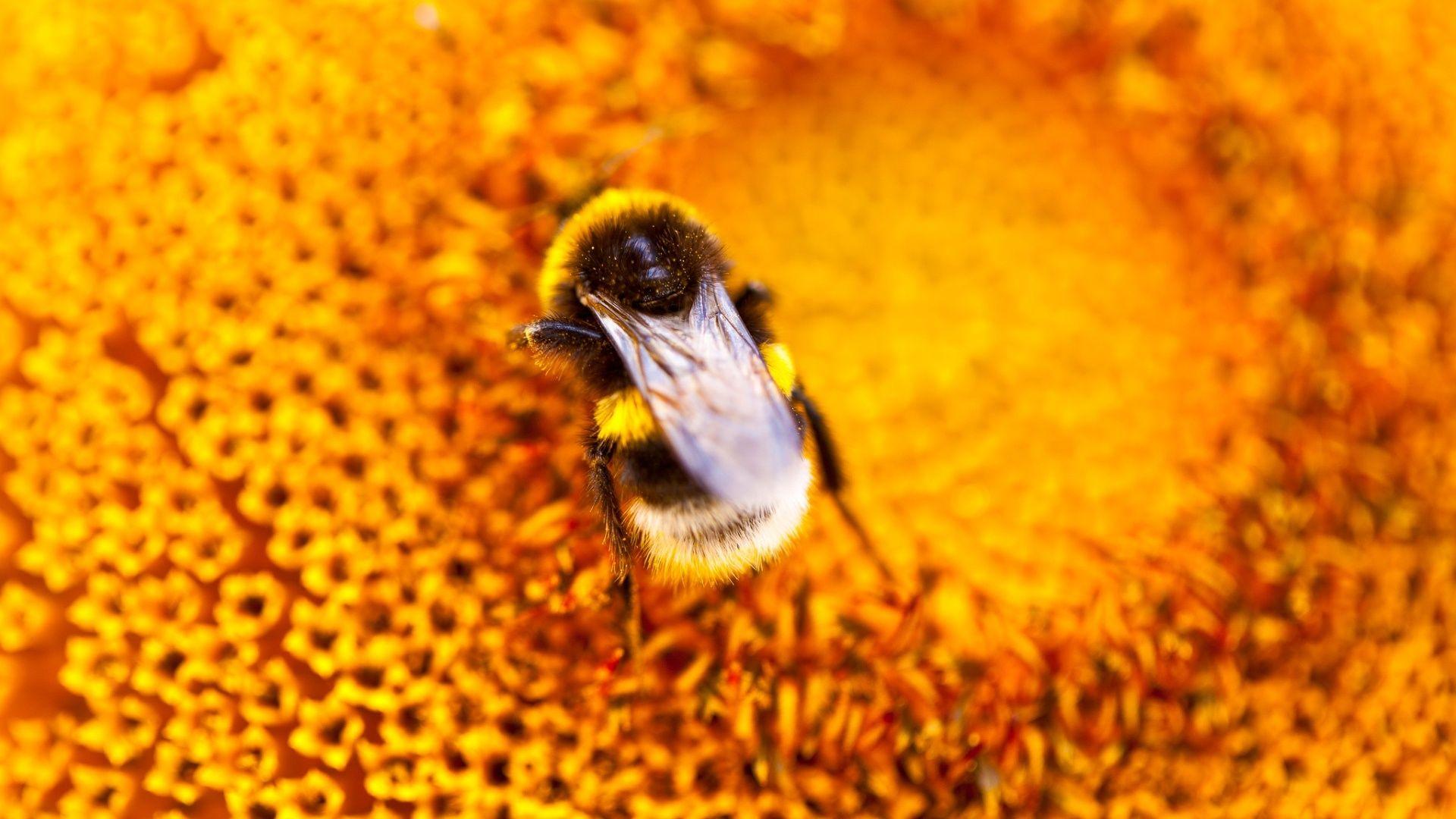 1920x1080 Bee On Orange Flower Wallpaper