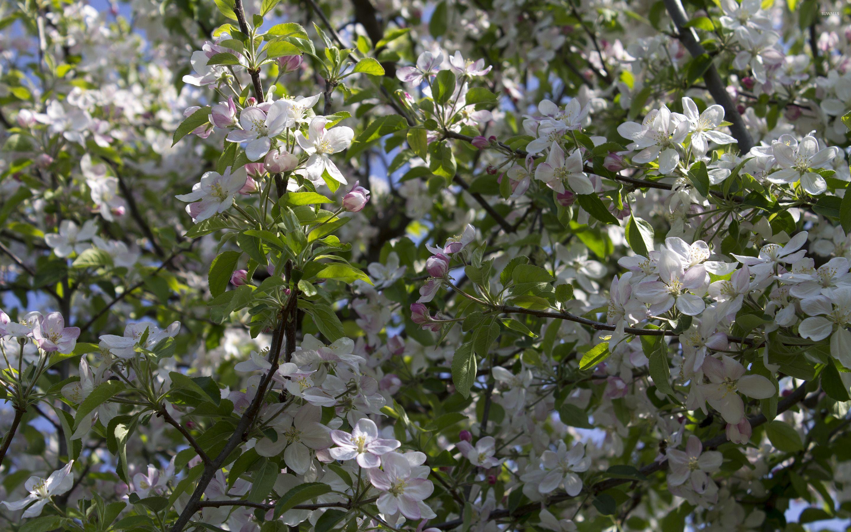 2880x1800 Blooming apple tree wallpaper wallpaper