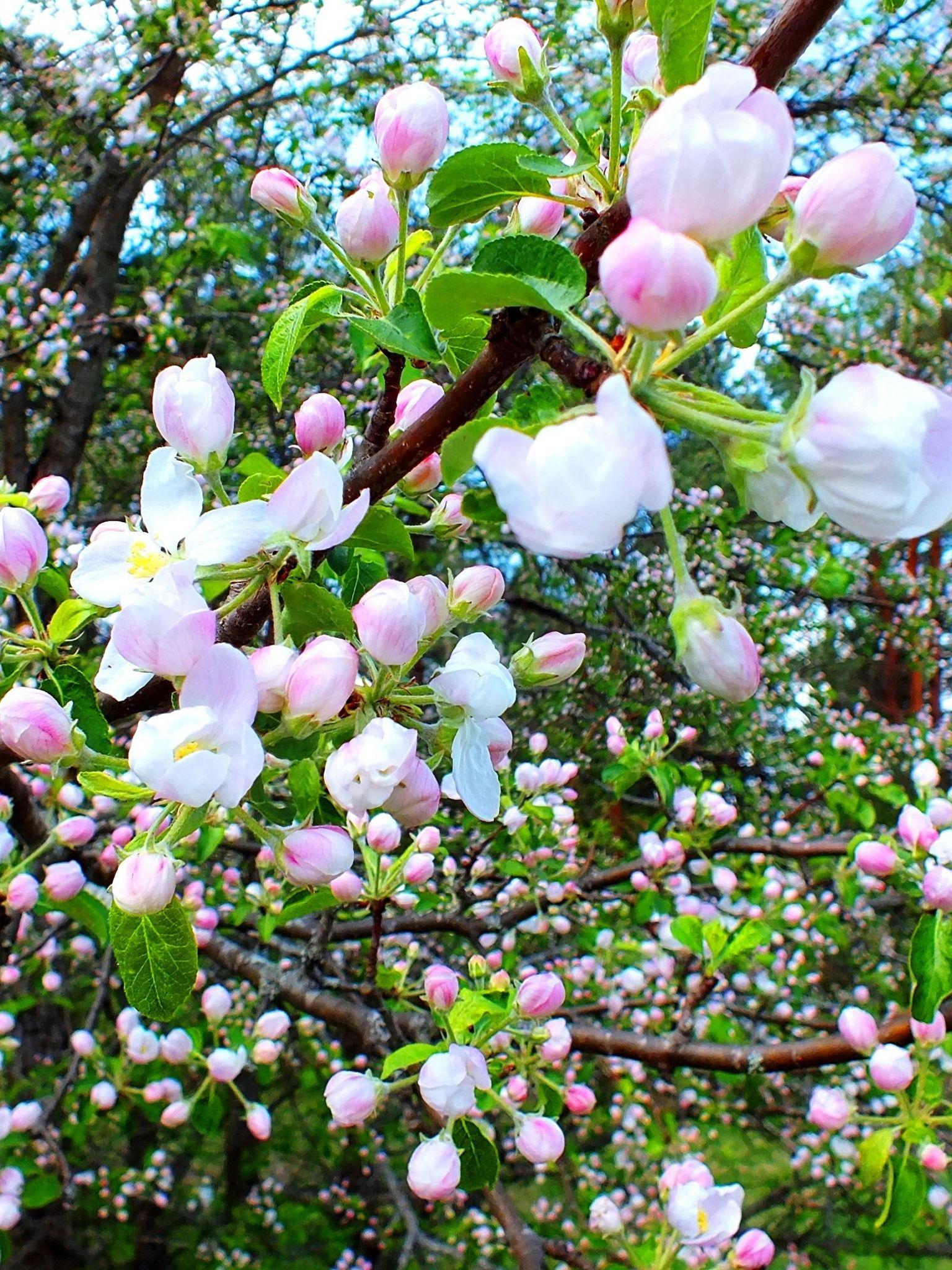 1536x2048 Free download APPLE TREE FLOWERS WALLPAPER 137398 HD Wallpaper [3118x2301] for your Desktop, Mobile & Tablet. Explore Apple Flower Wallpaper. Apple Blossom Wallpaper, Flower Background Wallpaper, Apple Blossom Wallpaper