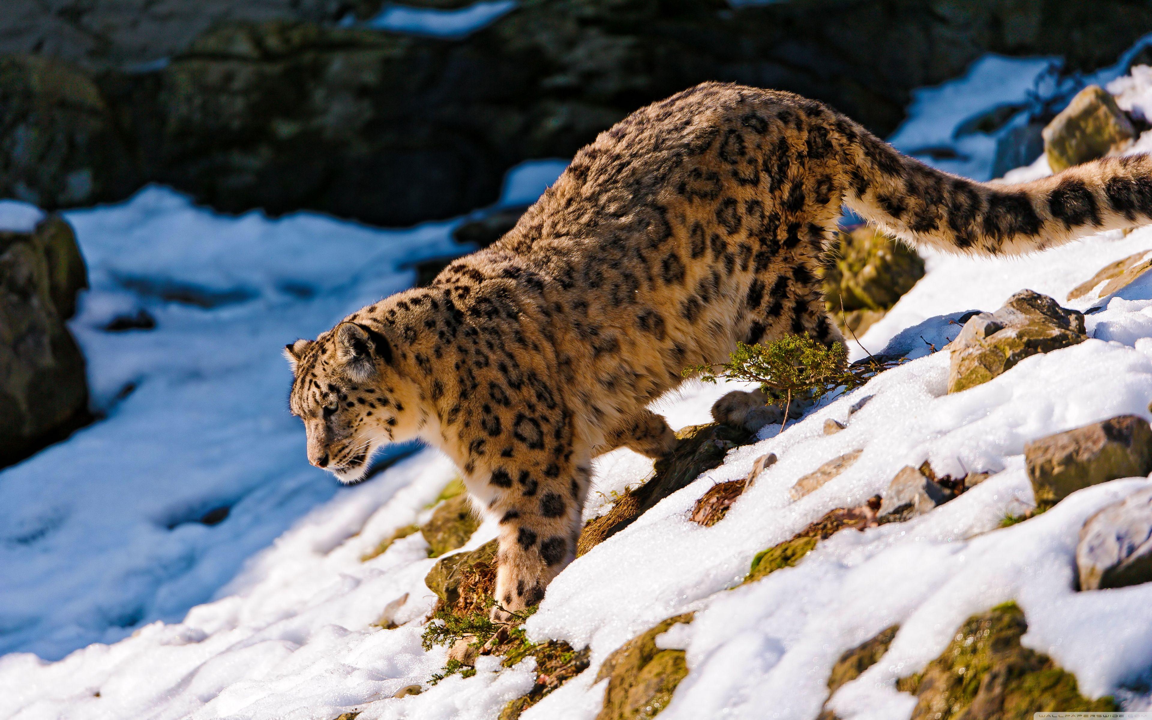 3840x2400 Snow Leopard Walking Down Ultra HD Desktop Background Wallpaper for 4K UHD TV : Tablet
