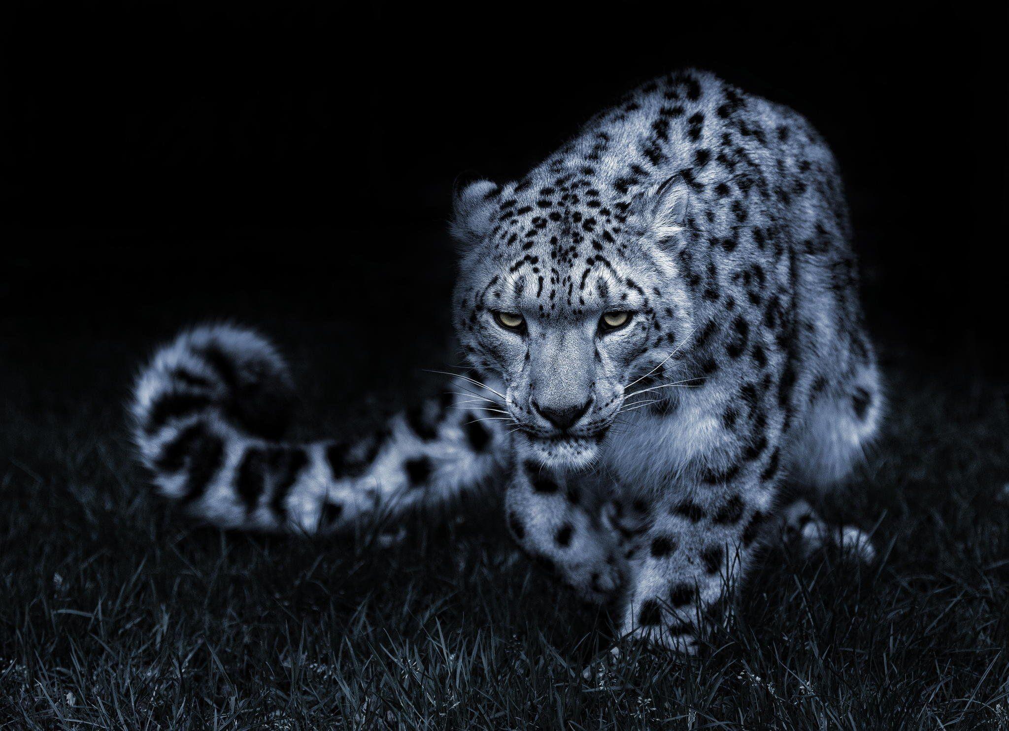 2048x1484 3TCQ262 Snow Leopard Wallpaper HD 2048x1484 px