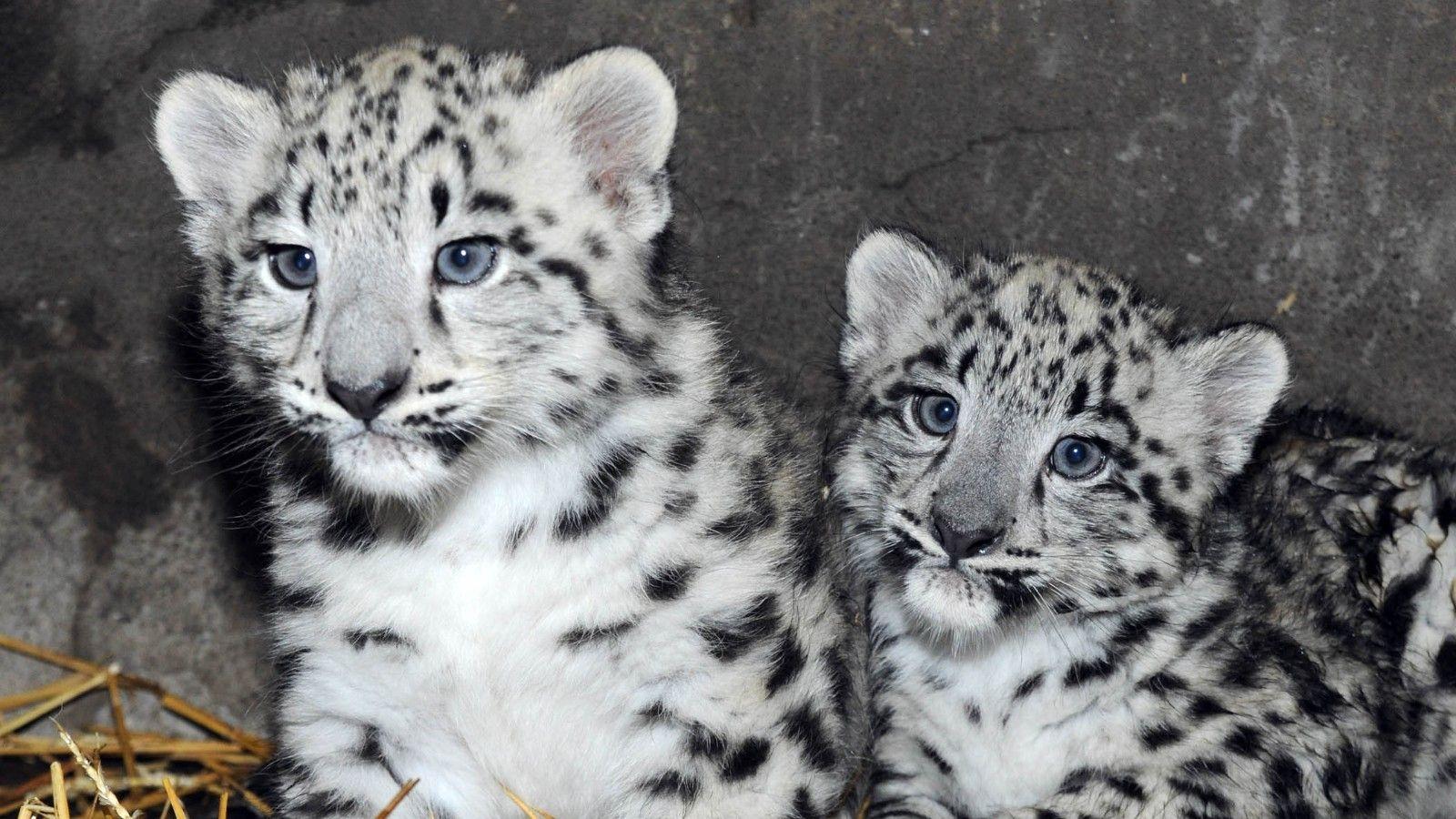 1600x900 Newborn snow leopards ready for their closeup
