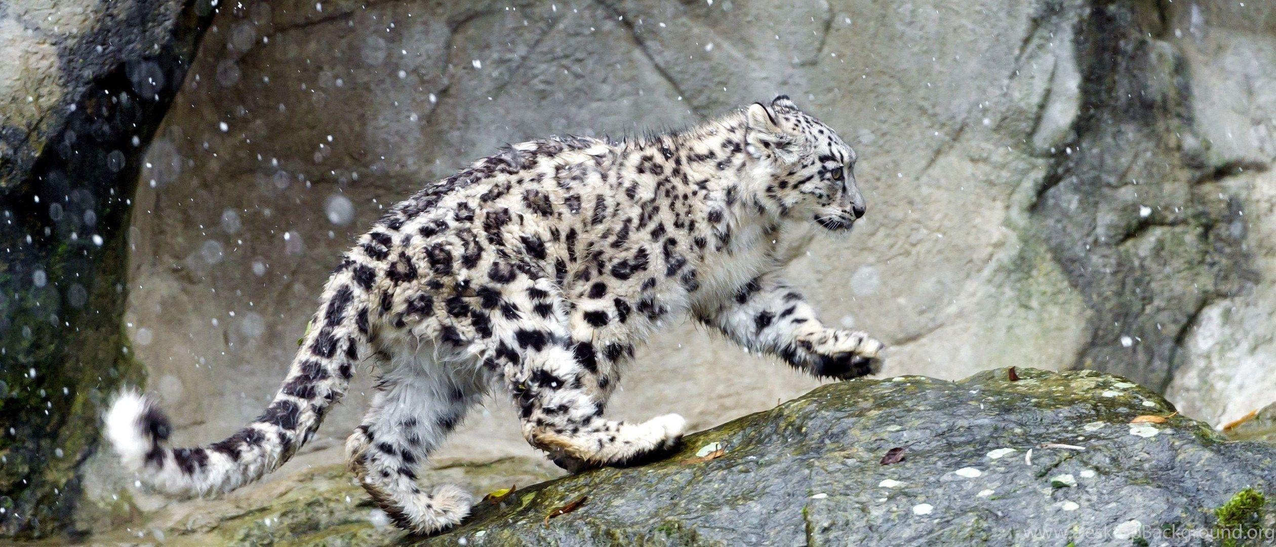 2520x1080 Snow Leopard HD Wallpaper Desktop Background
