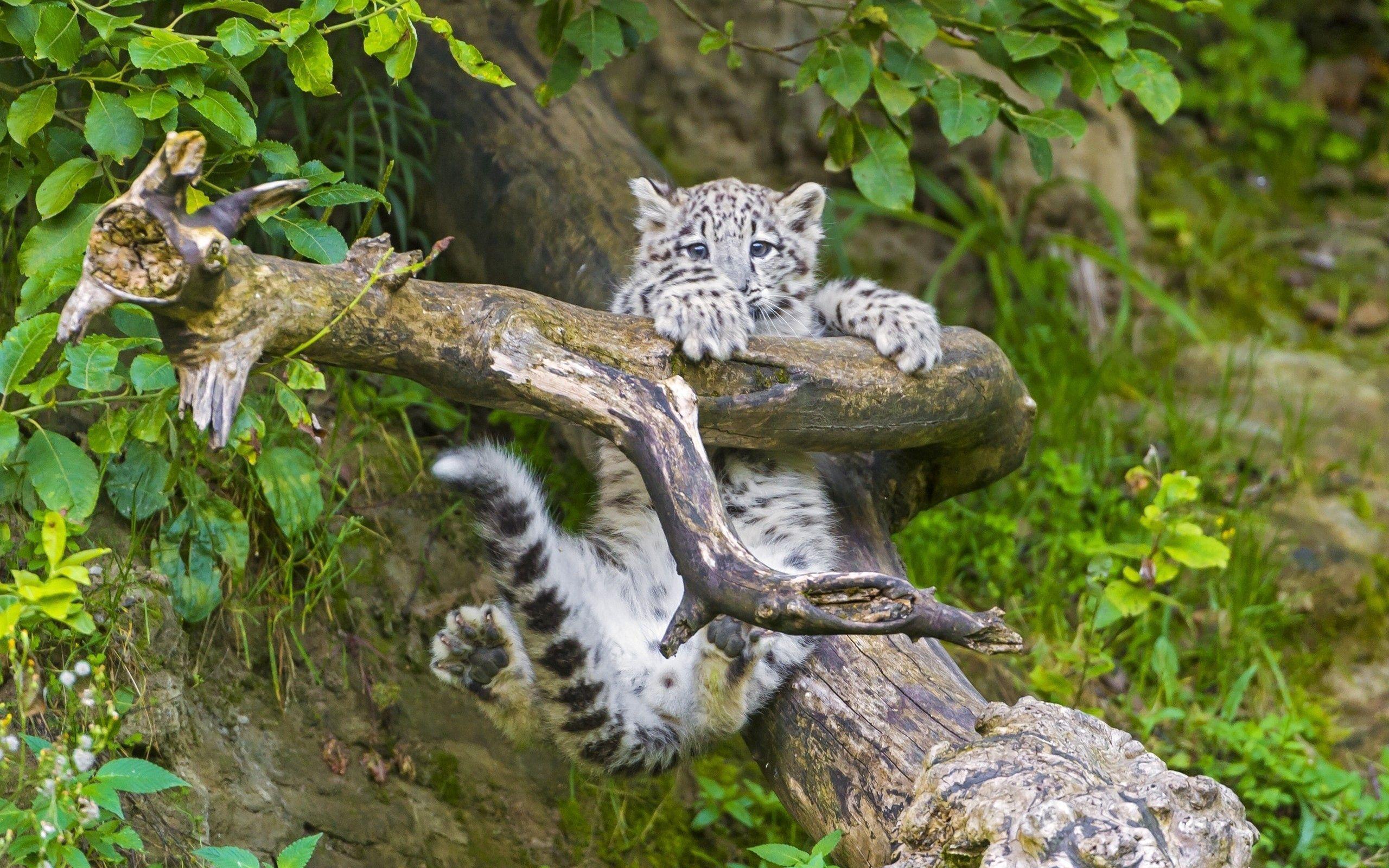 2560x1600 Download wallpaper 2560x1600 snow leopard, cub, branches, trees HD background