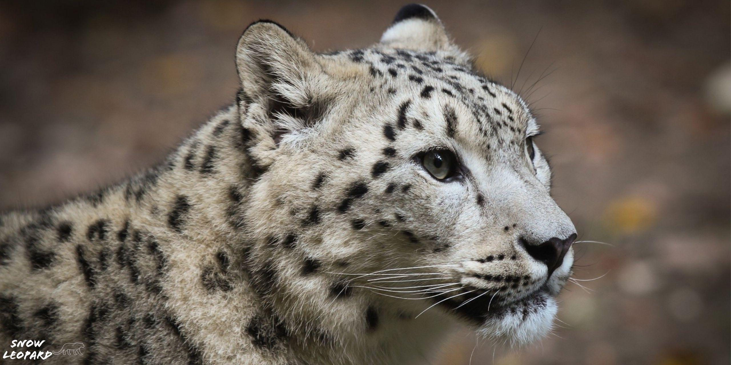 2560x1280 Snow Leopard HD Wallpaper For Your XFCE Desktop