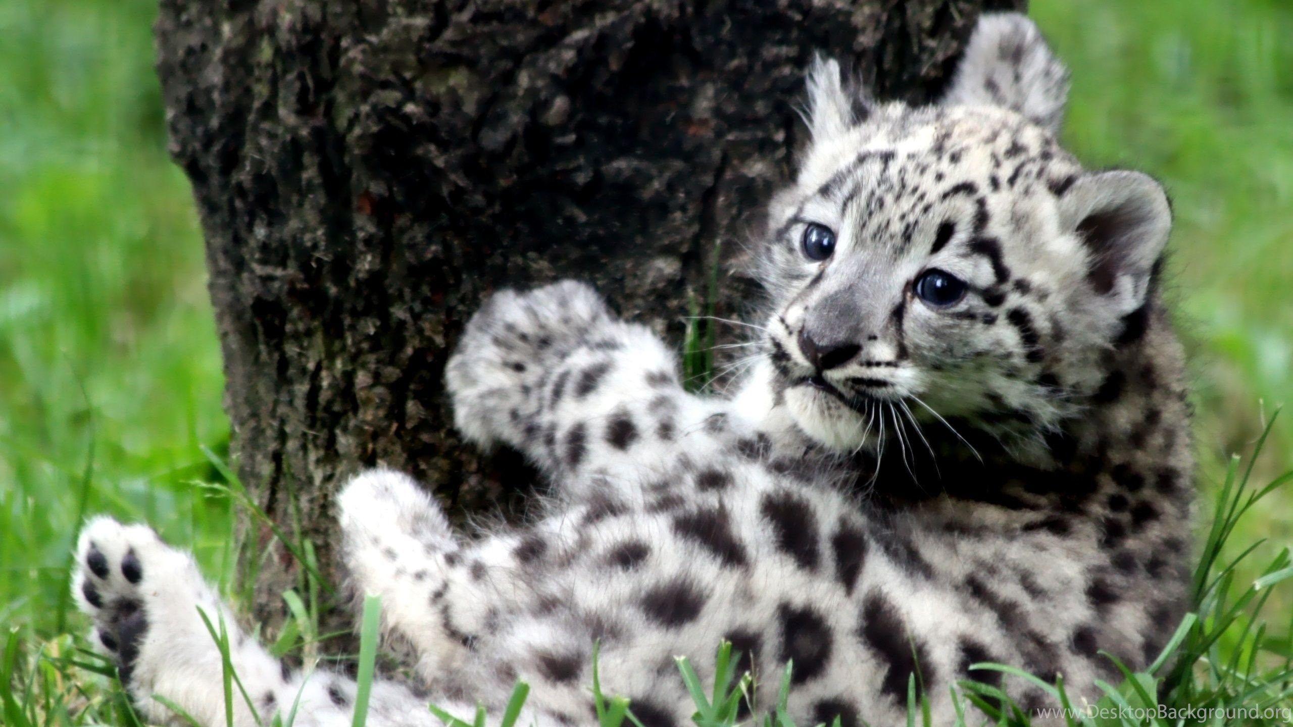 2560x1440 Animals : Baby Snow Leopard HD Wallpaper HDWallpaperpicture.net Desktop Background