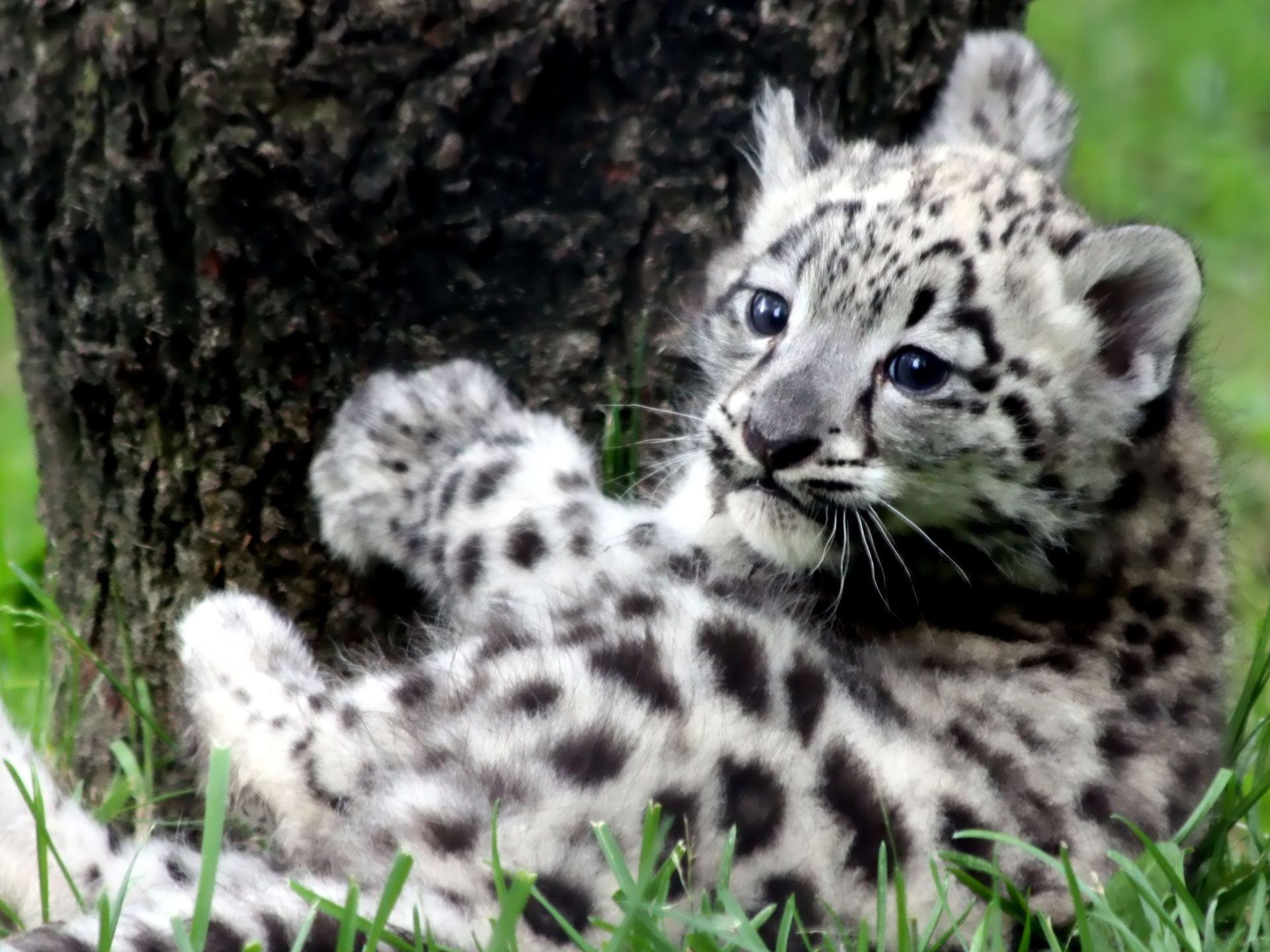 Snow Leopard Cubs Wallpapers - Top Free Snow Leopard Cubs Backgrounds