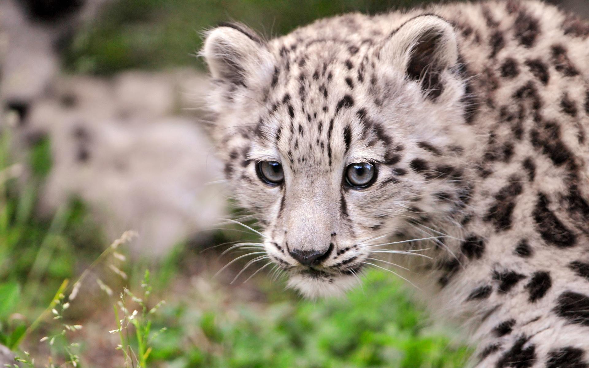 Snow Leopard Cubs Wallpapers - Top Free Snow Leopard Cubs Backgrounds ...