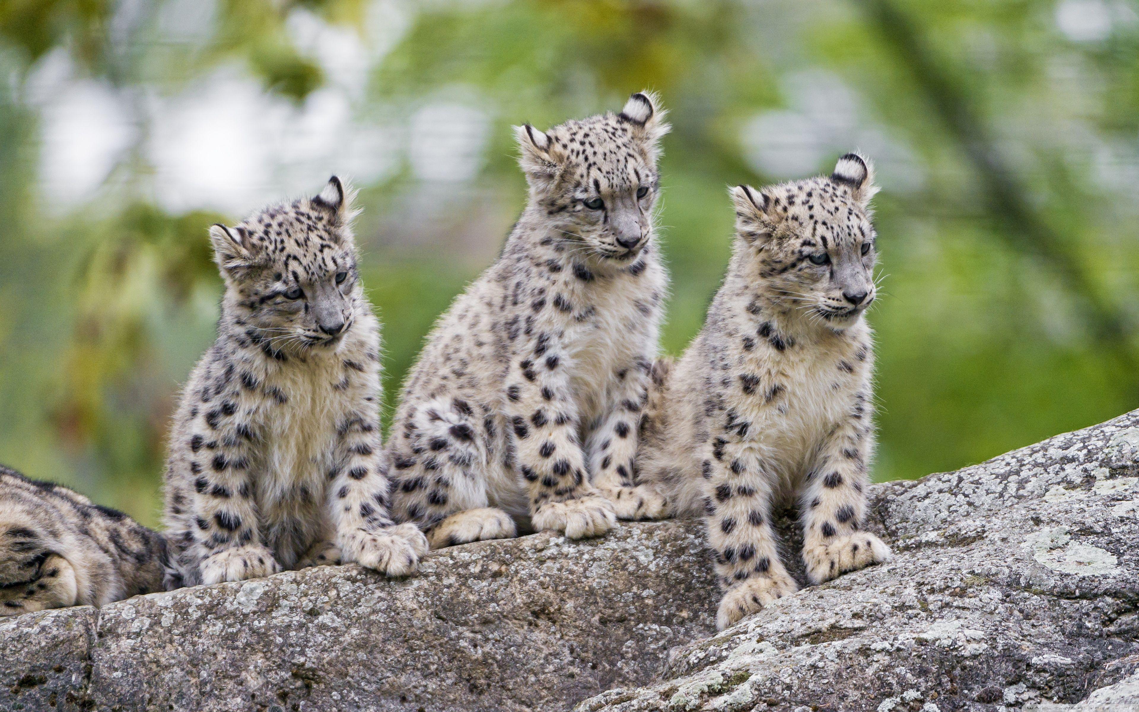 Snow Leopard Cubs Wallpapers Top Free Snow Leopard Cubs Backgrounds 