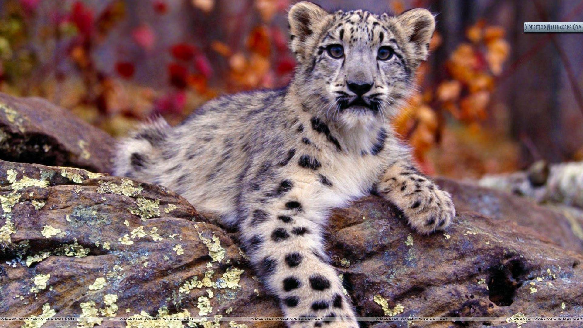1920x1080 Snow Leopard Cub Wallpaper