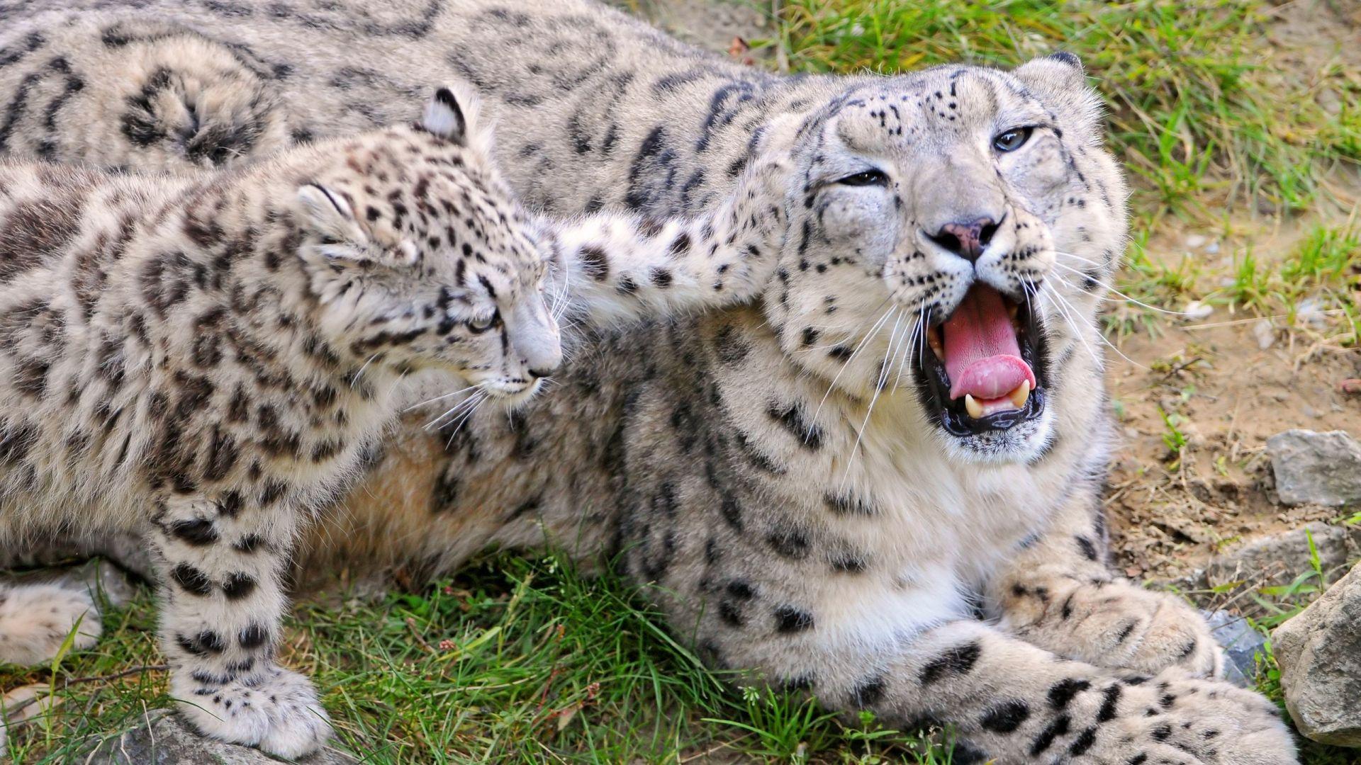 Snow Leopard Cubs Wallpapers - Top Free Snow Leopard Cubs Backgrounds ...