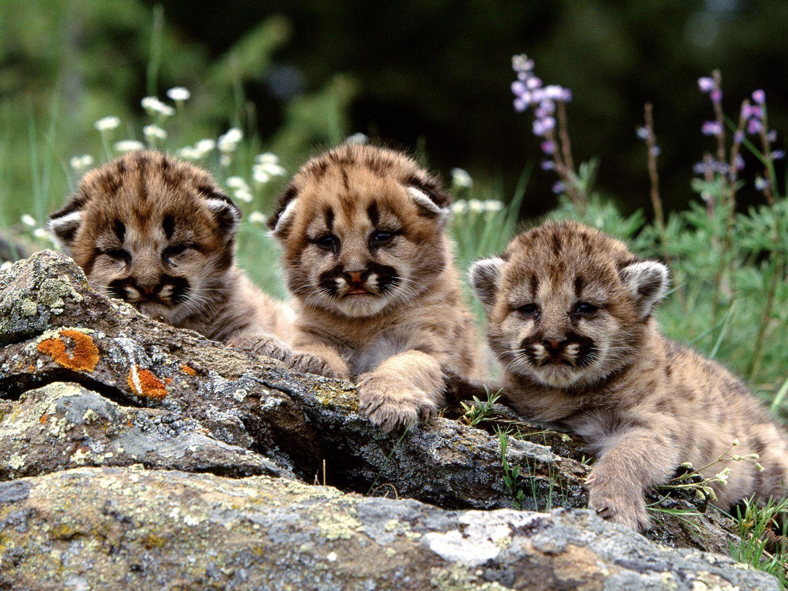 1600x1200 Snow Leopards Cubs Wallpaper