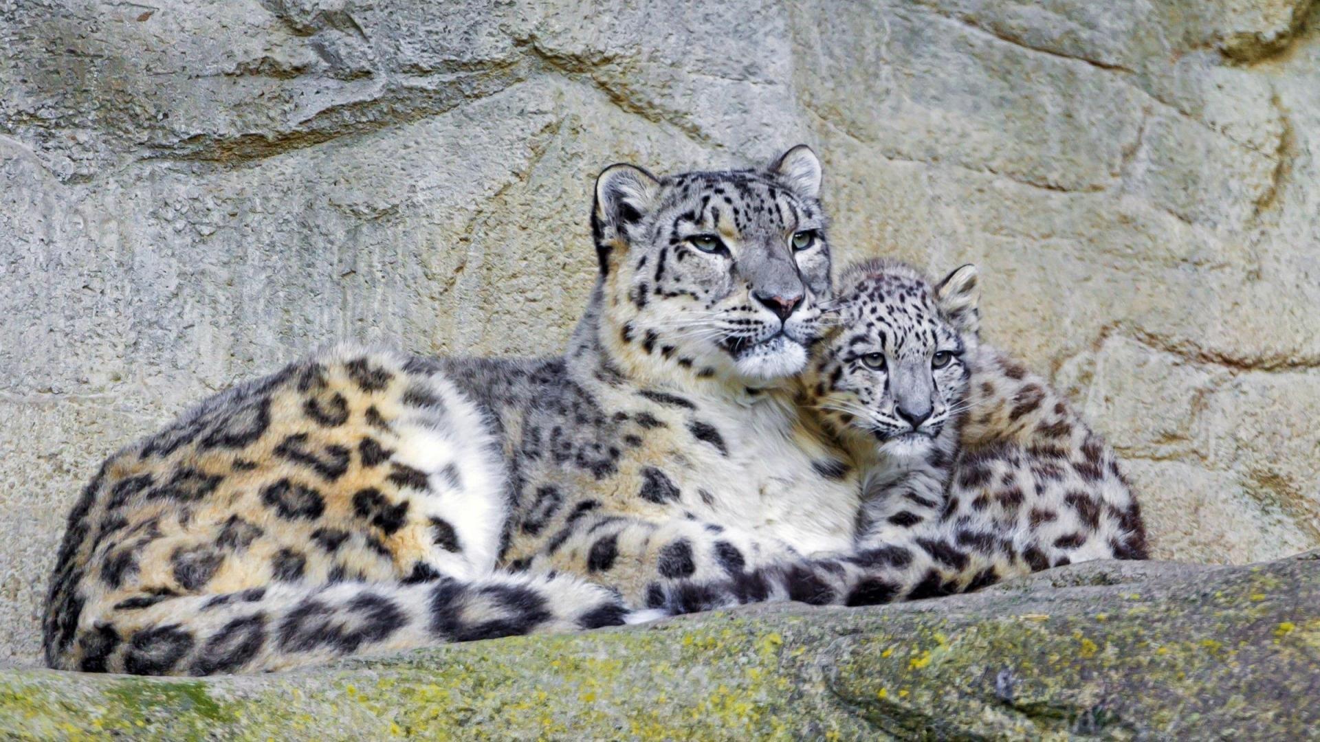 1920x1080 Awesome Baby Animal (cub) free wallpaper for HD 1080p desktop