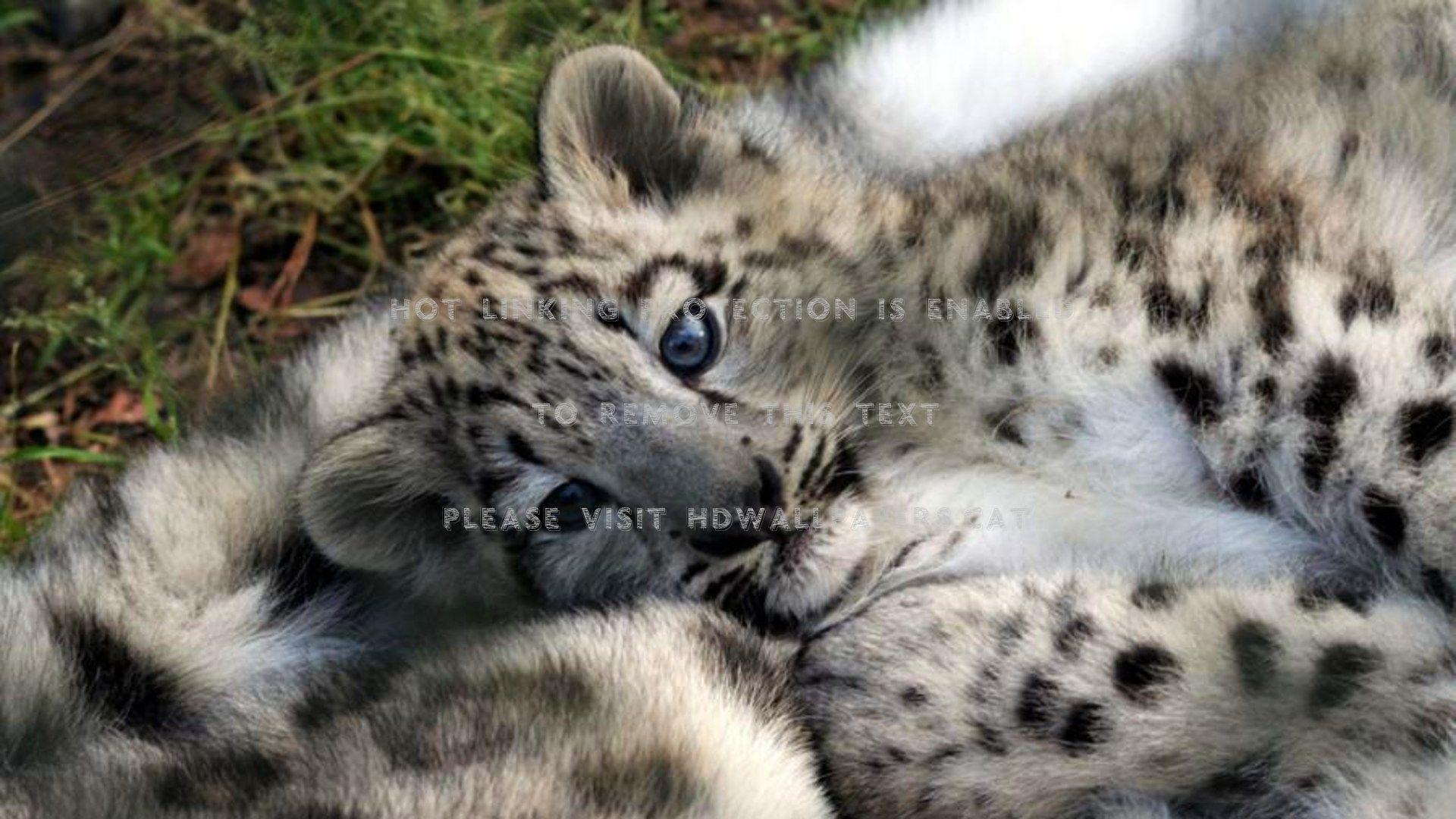 1920x1080 safe and warm tiger baby snow leopard cubs