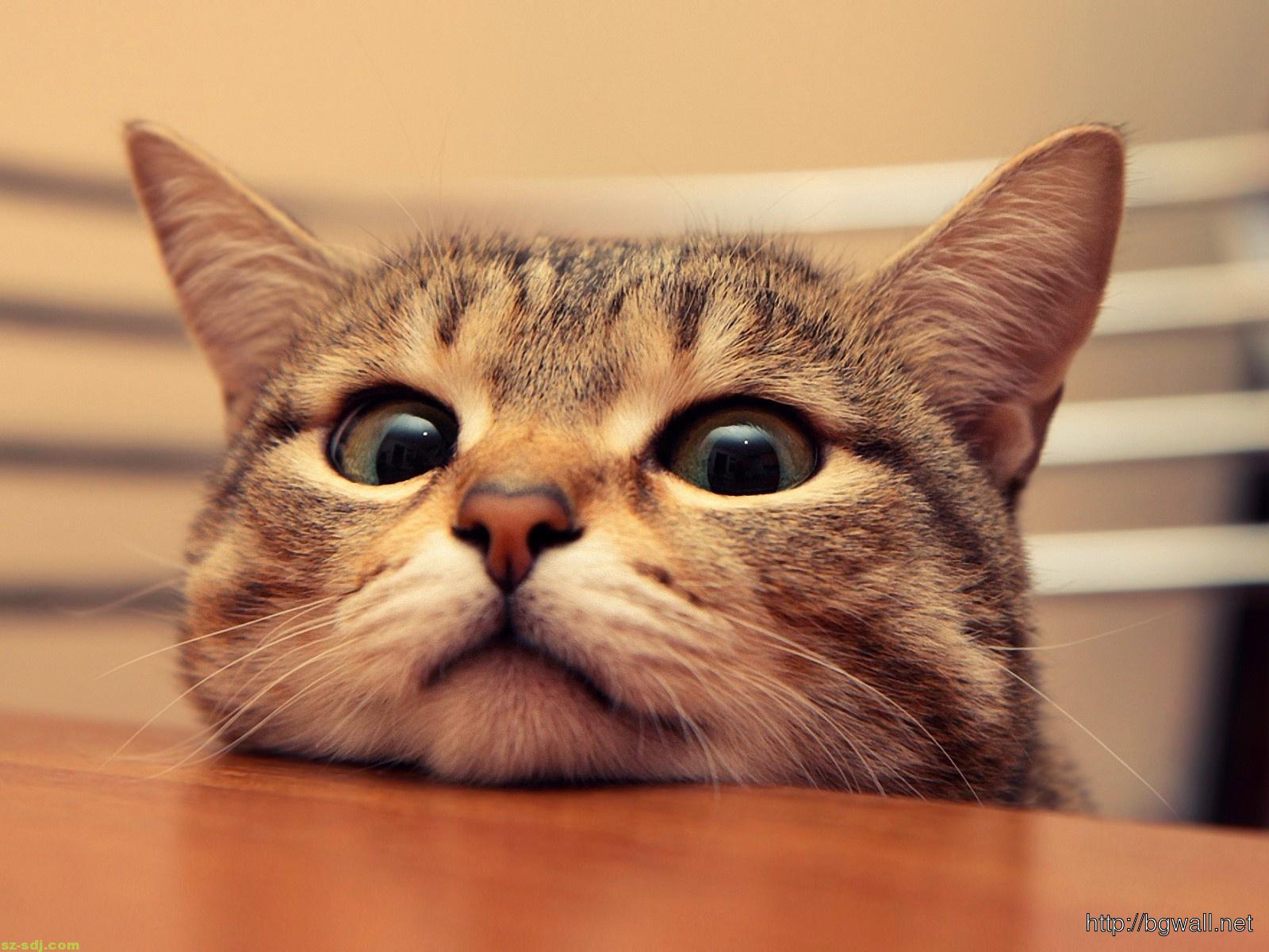 1600x1200 Funny Cute Cat Wallpaper Picture