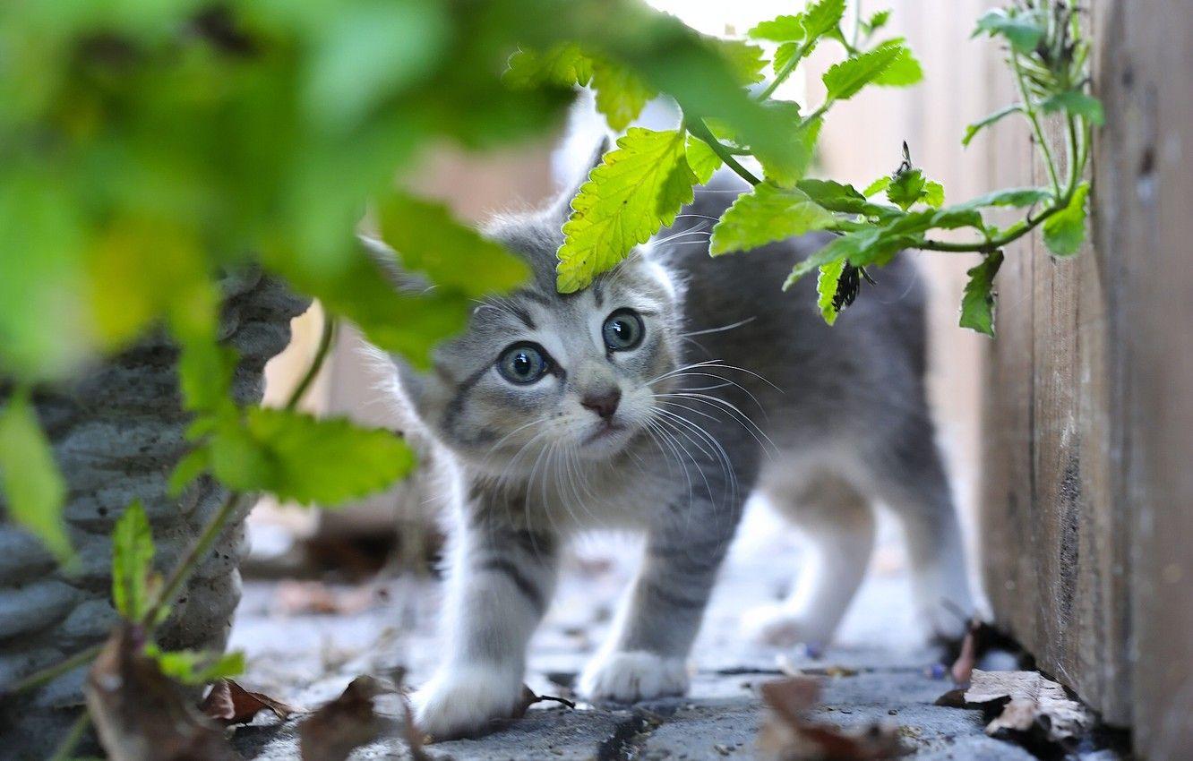 1332x850 Wallpaper grass, grey, baby, kitty, scared image for desktop, section кошки