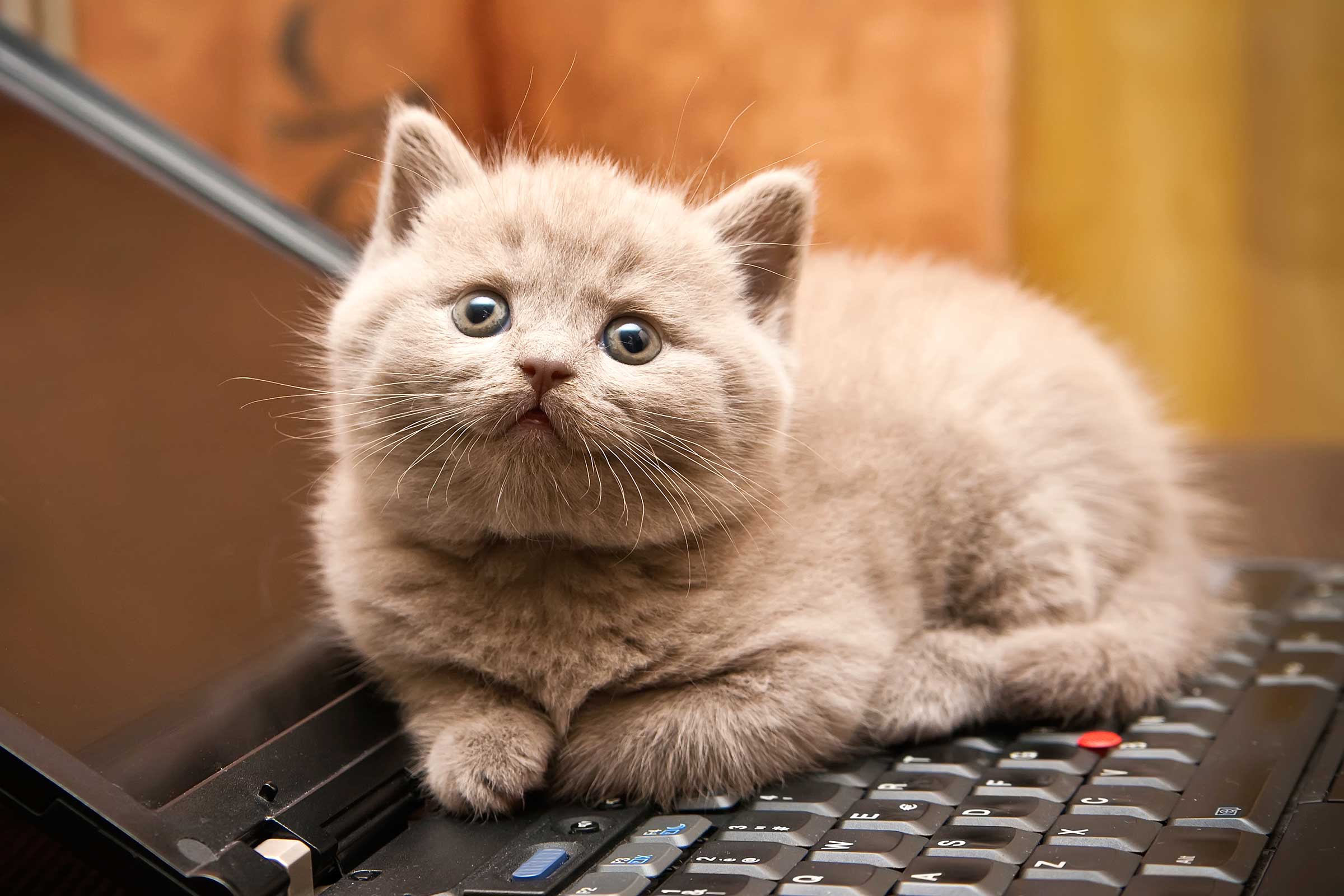 2400x1600 Cat wallpaper, Animal, HQ Cat pictureK Wallpaper 2019