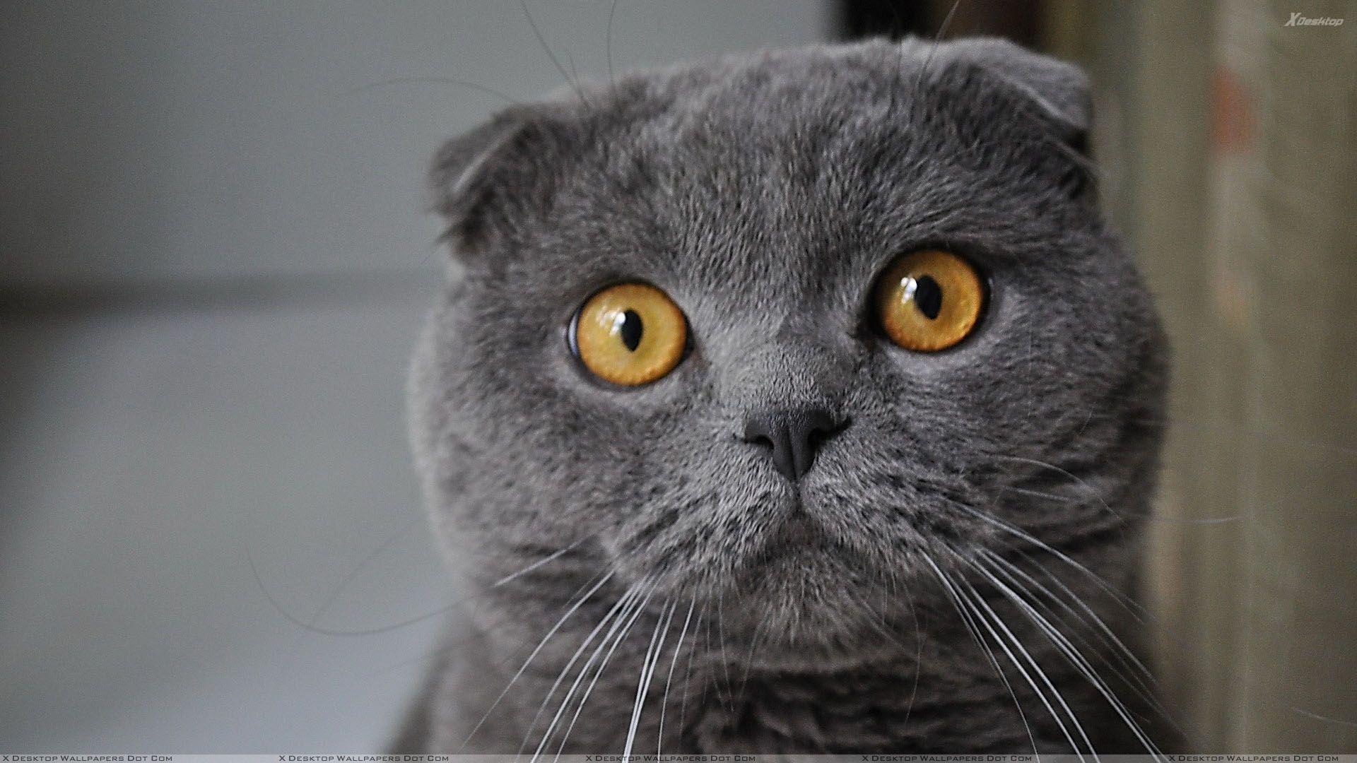 1920x1080 Black Cat And Brown Eyes Face Closeup Wallpaper