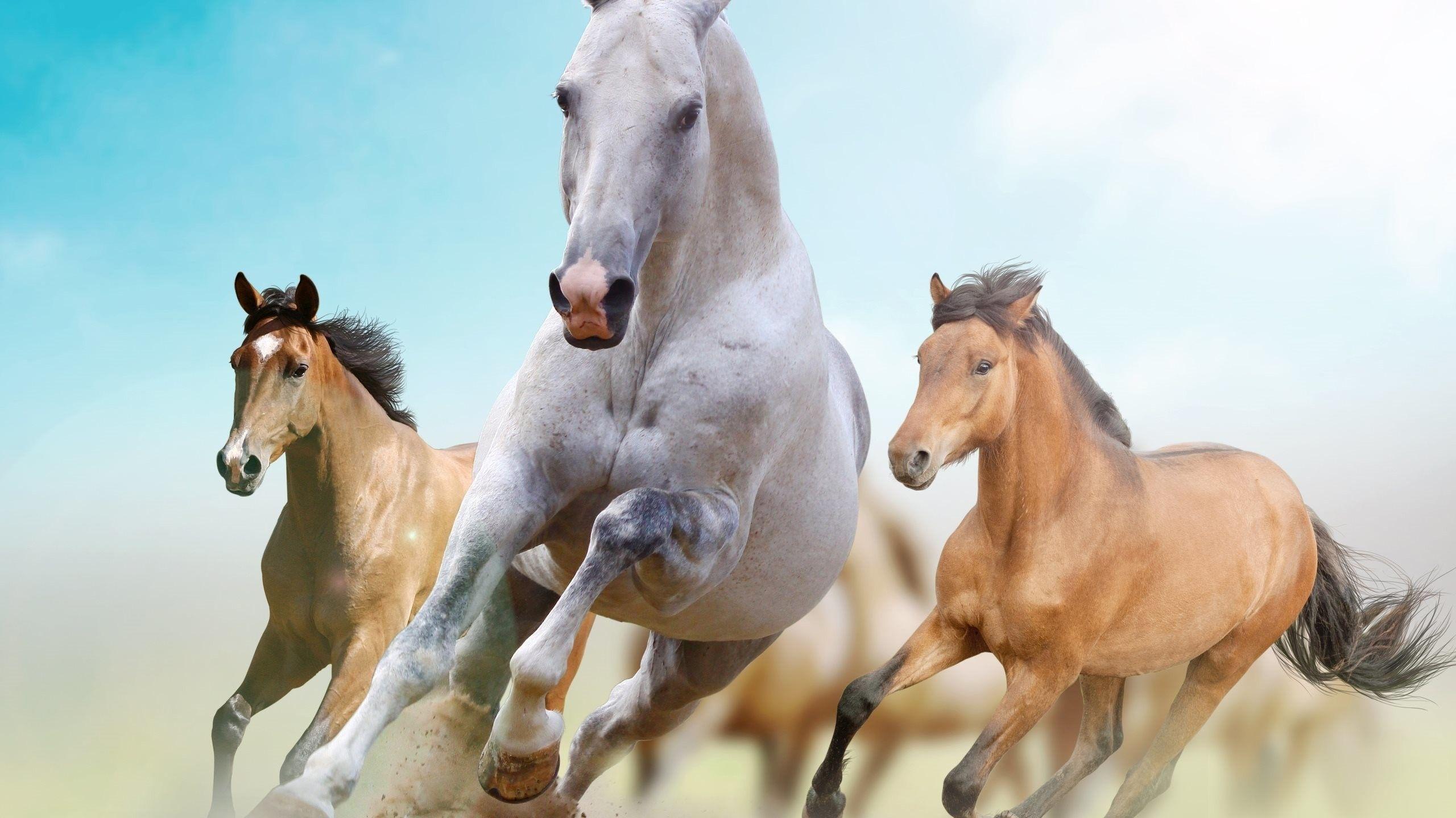 Kostenlos pferde desktop-hintergrundbilder Desktop Hintergrundbilder