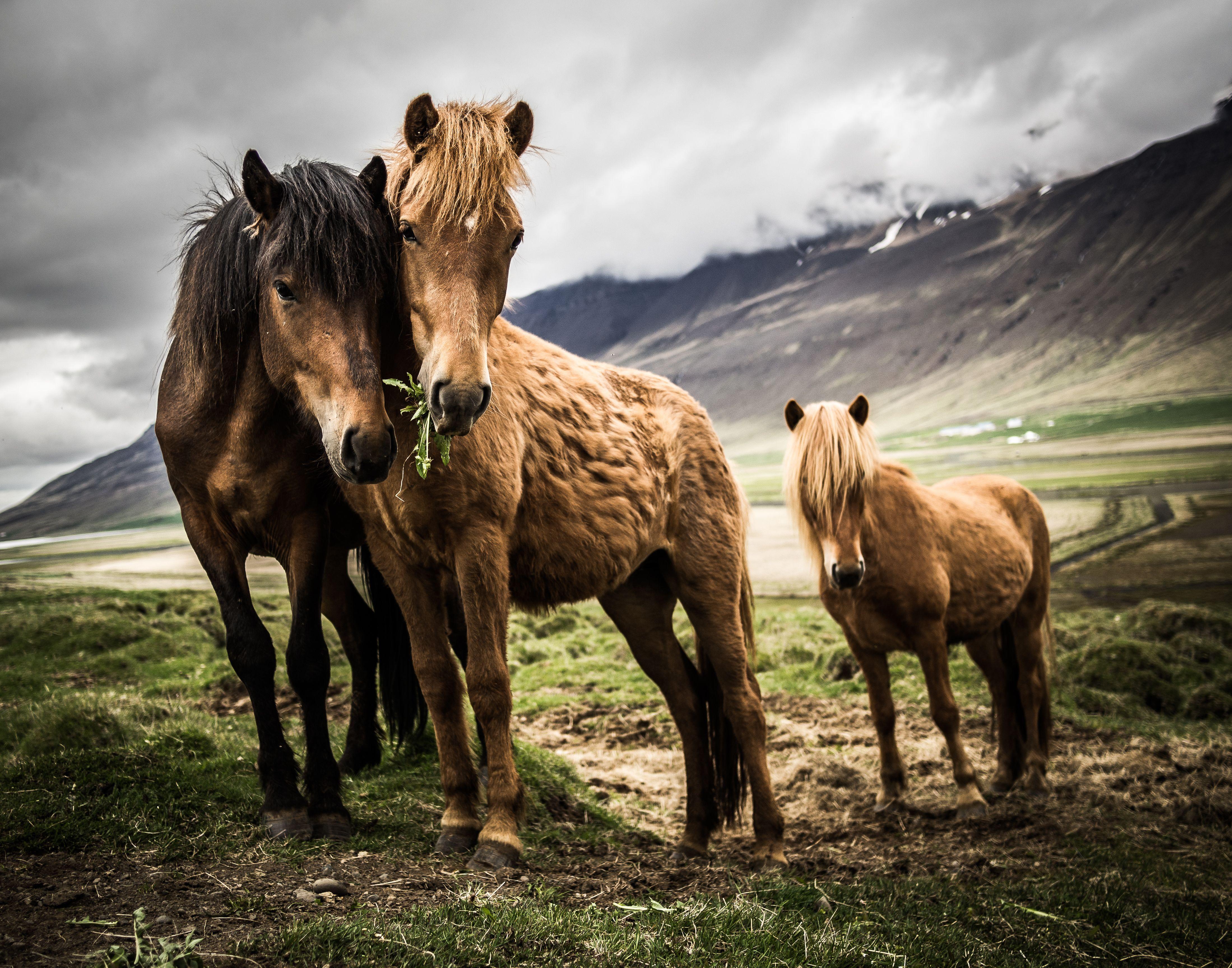 4397x3456 Title Animal Horse Wallpaper Wallpaper HD HD Wallpaper