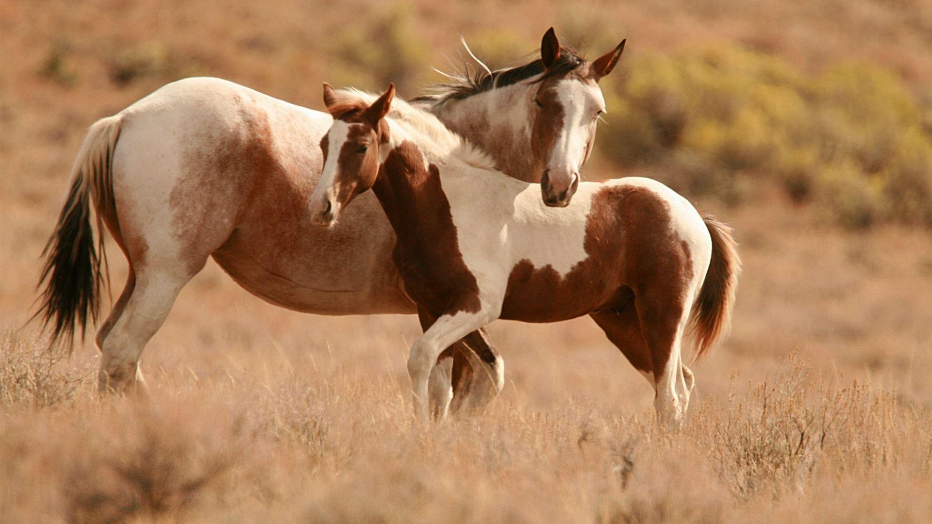 1920x1080 Pferd Wallpaper