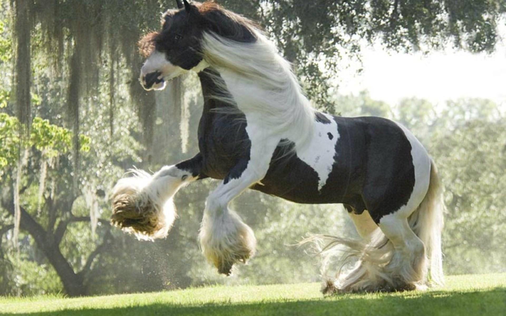 1920x1200 Shire Horse Wallpaper. New Hampshire Wallpaper, Lord of the Rings Shire Wallpaper and Cheshire Cat Wallpaper