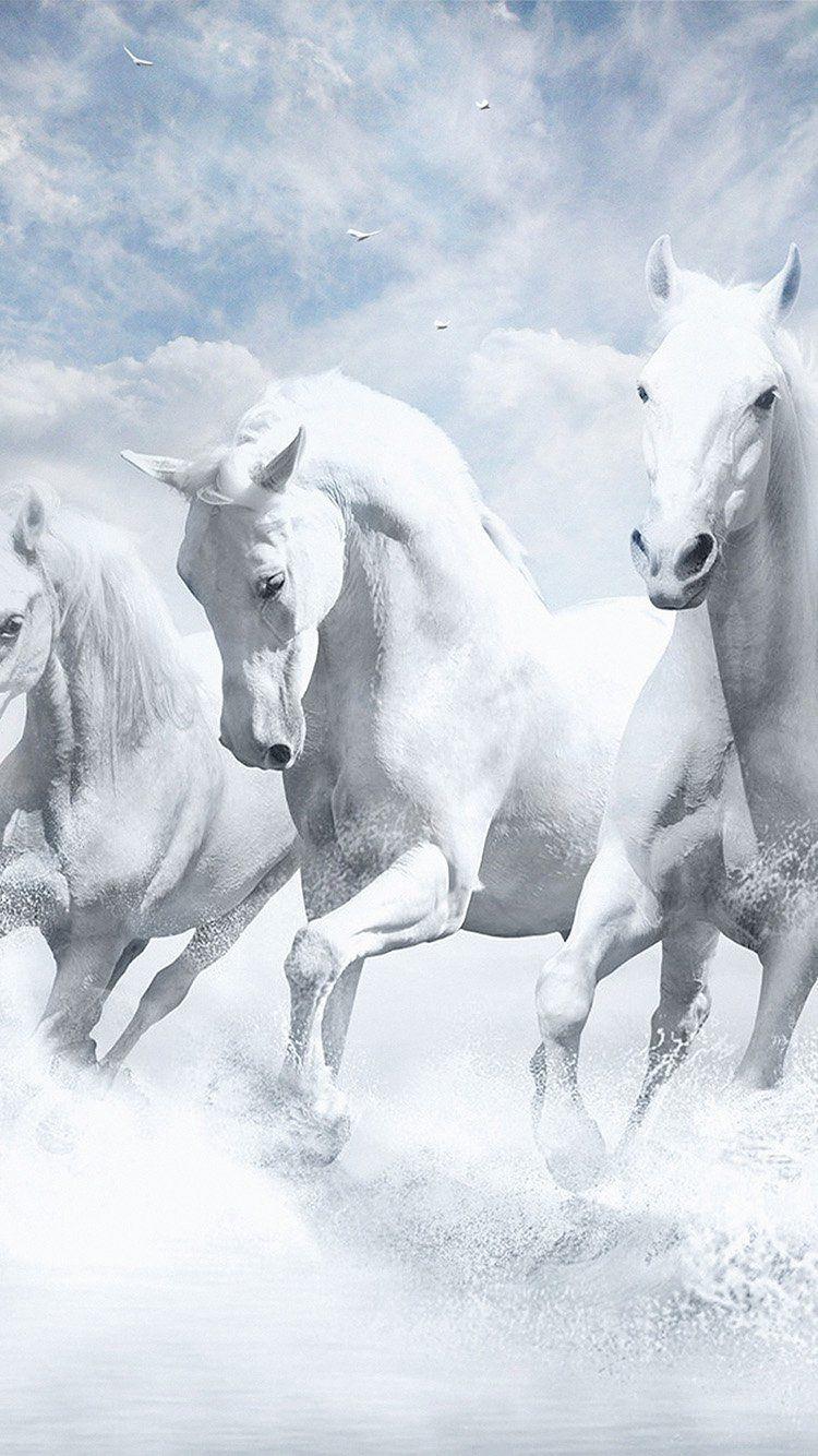 750x1334 Horse Wallpaper. Pferde tapete, Weiße pferde, Ausgestopftes tier