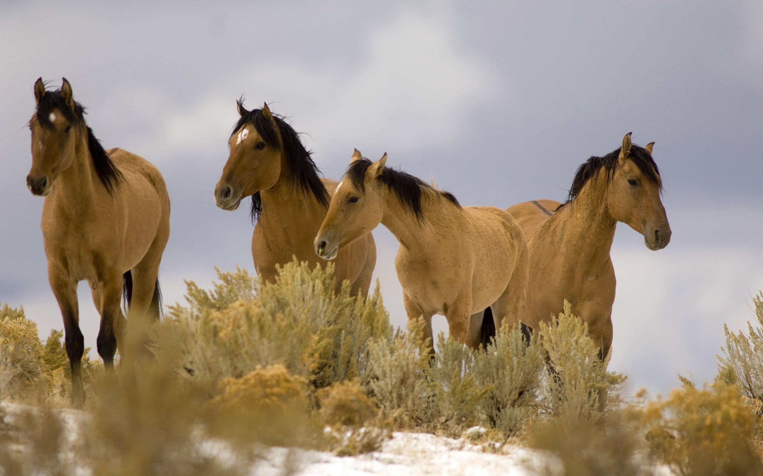 2560x1600 Kiger Mustang wallpaper animals