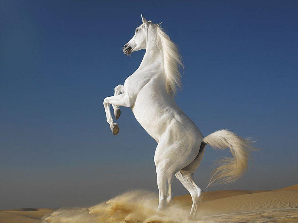 1024x768 White Stallion. White Stallion Wallpaper. Schönste pferde, Pferde tapete, Pferde