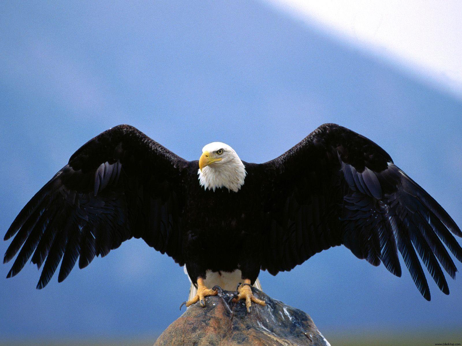 1600x1200 Eagle Pics Wallpaper