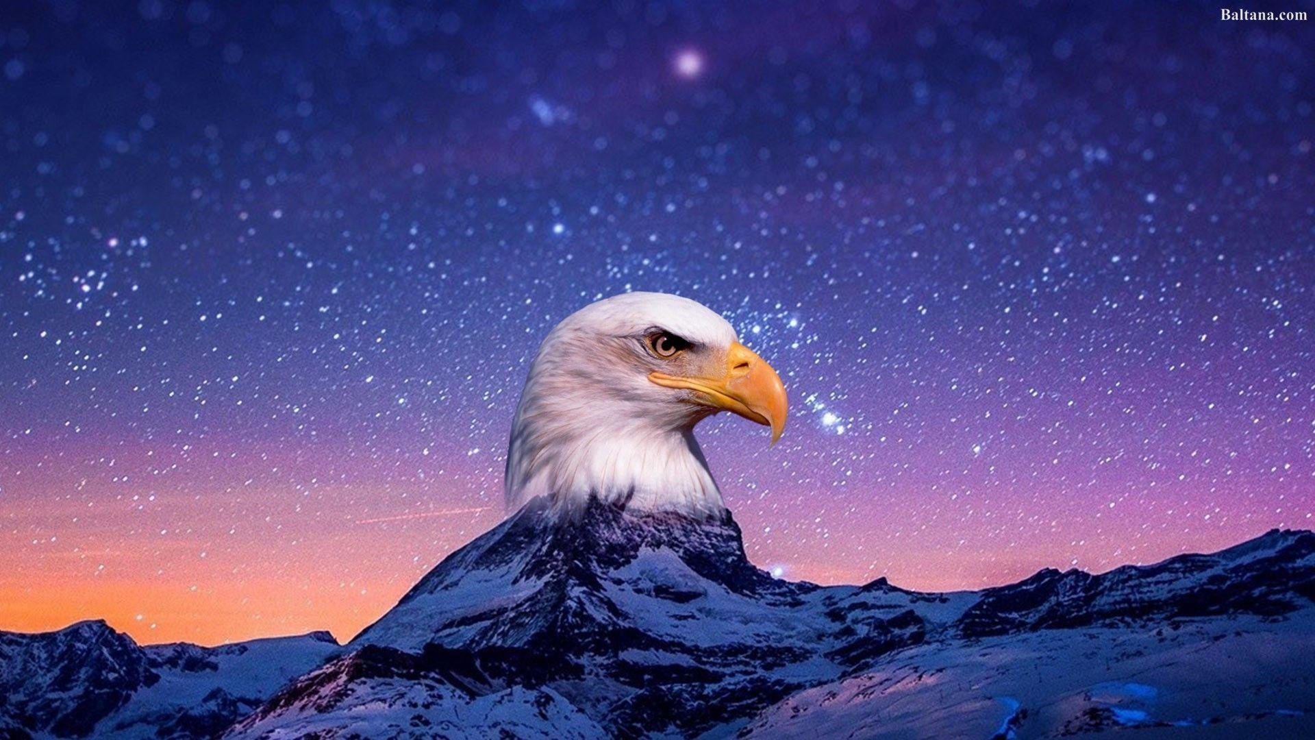 1920x1080 Eagle Desktop Wallpaper 29690