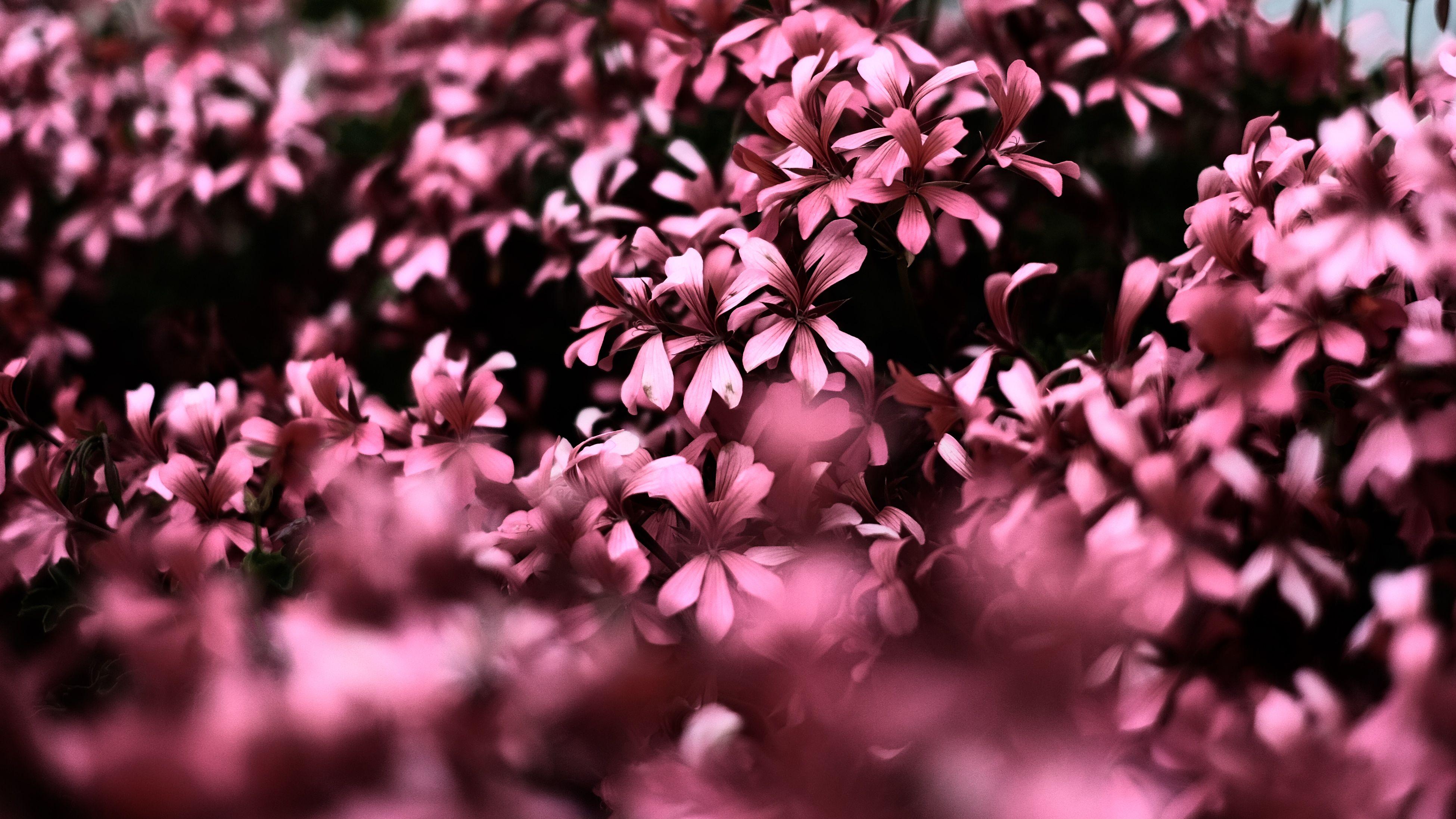 3900x2194 Pink Flowers Ultra HD Blur 4k, HD Flowers, 4k Wallpaper, Image, Background, Photo and Picture
